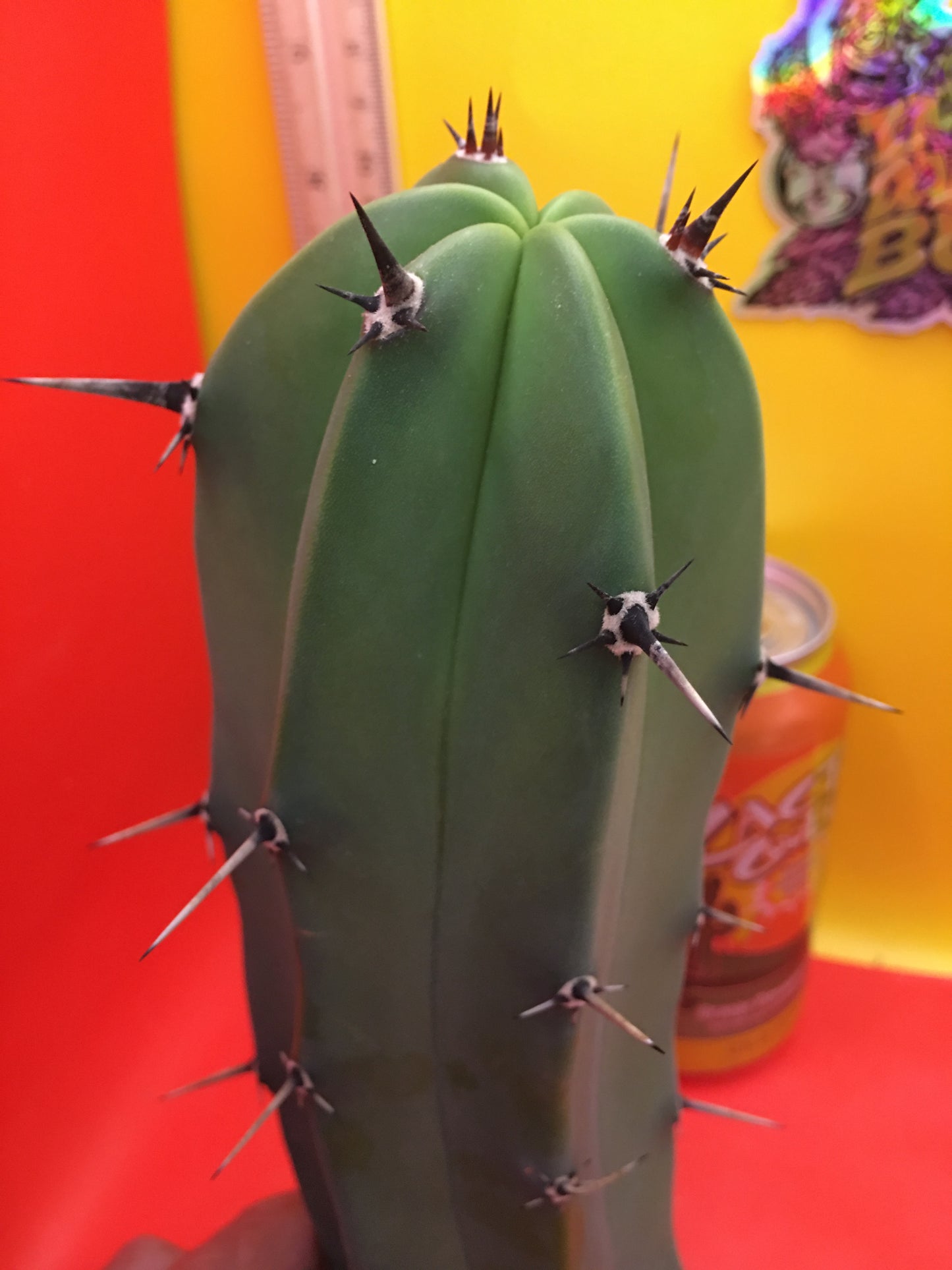 Myrtillocactus geometrizans