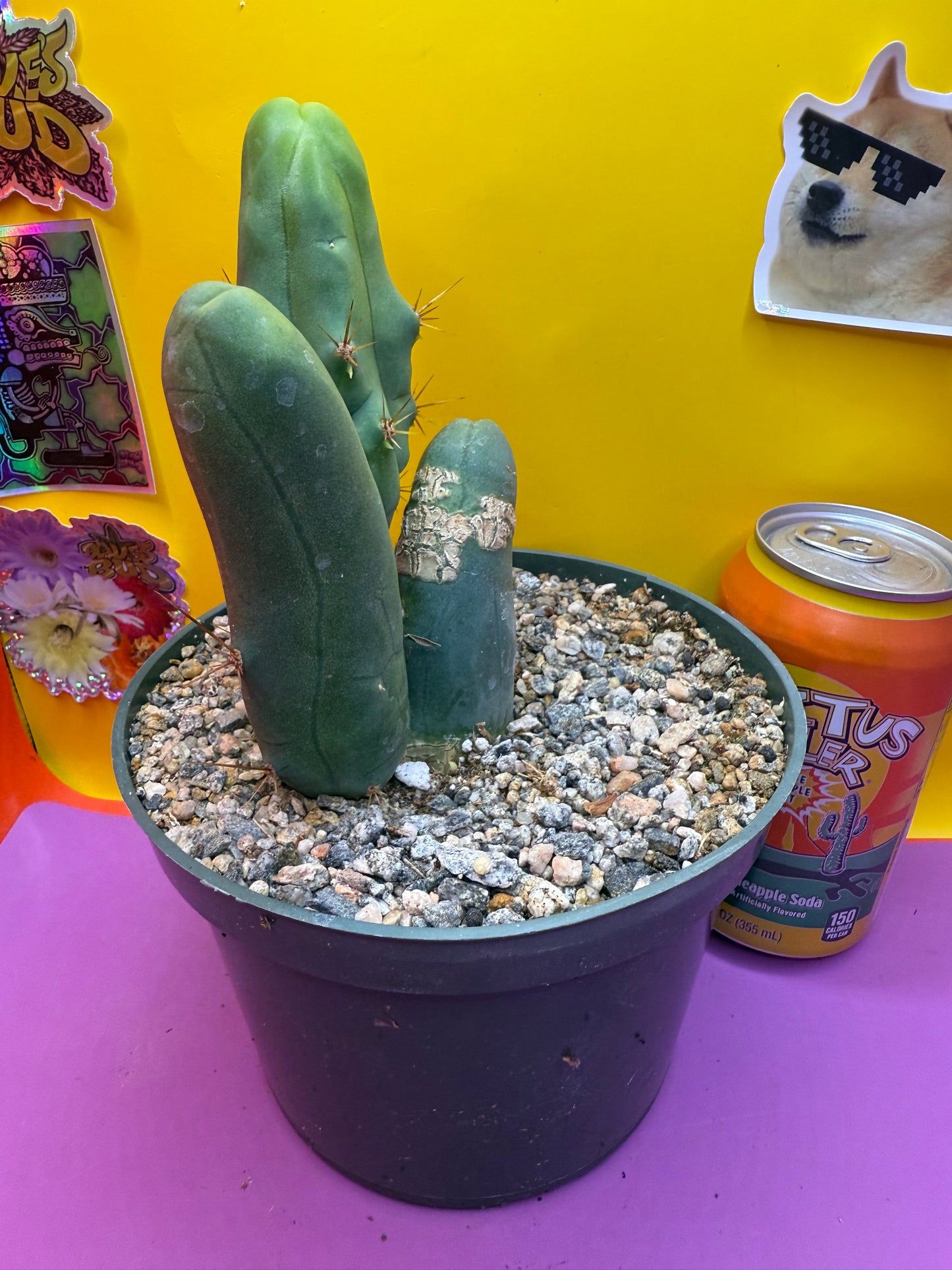 Tbm in 6” inch wide pot- exact cactus pictured!