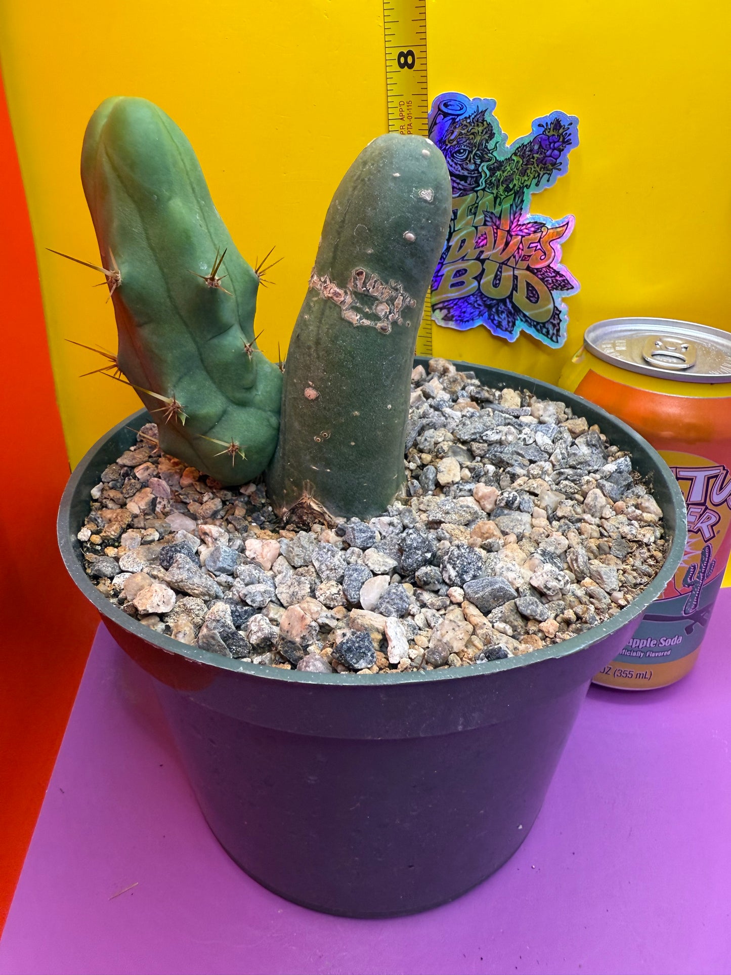 TBM cactus !!