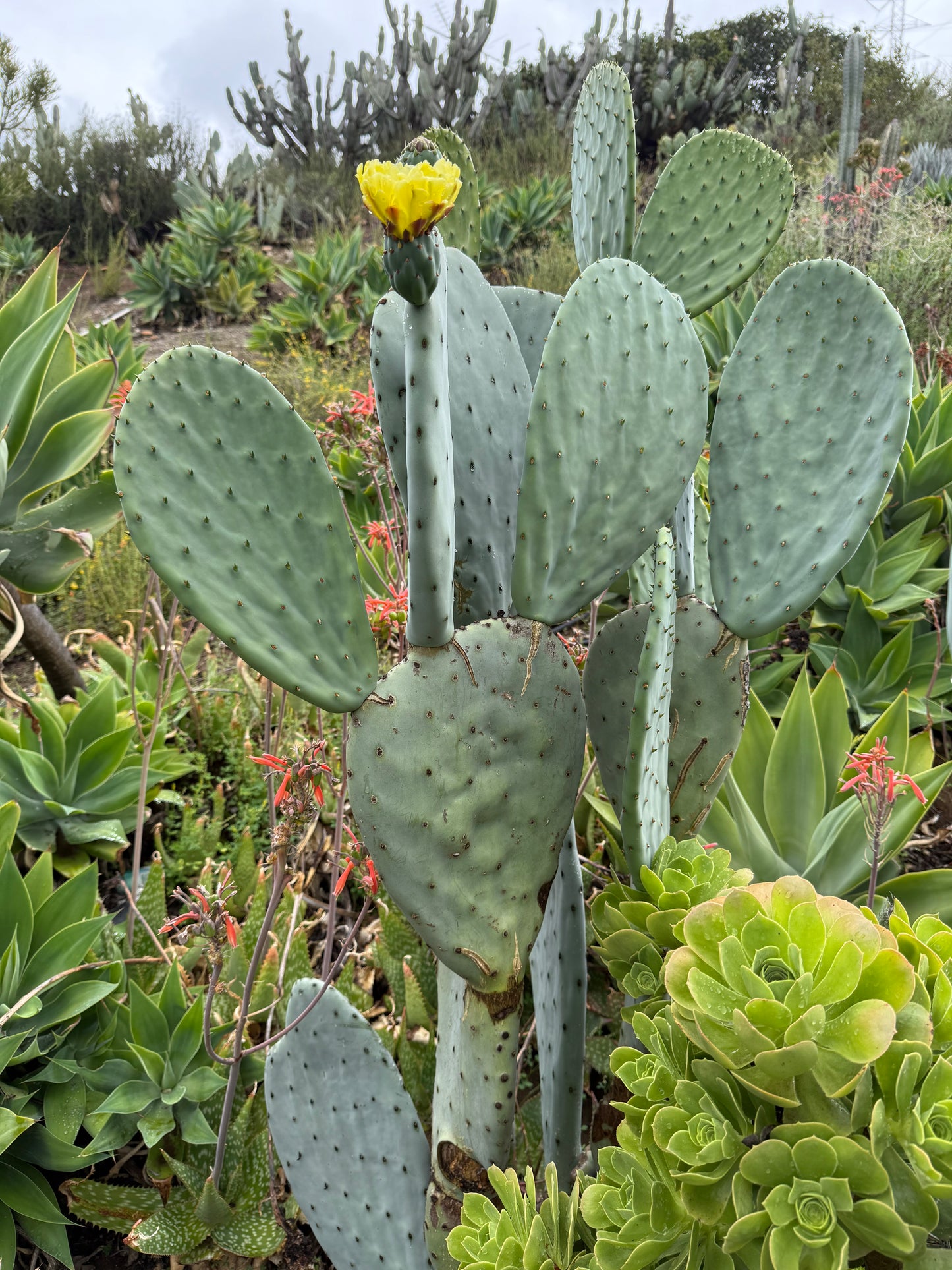 Spineless Opuntia