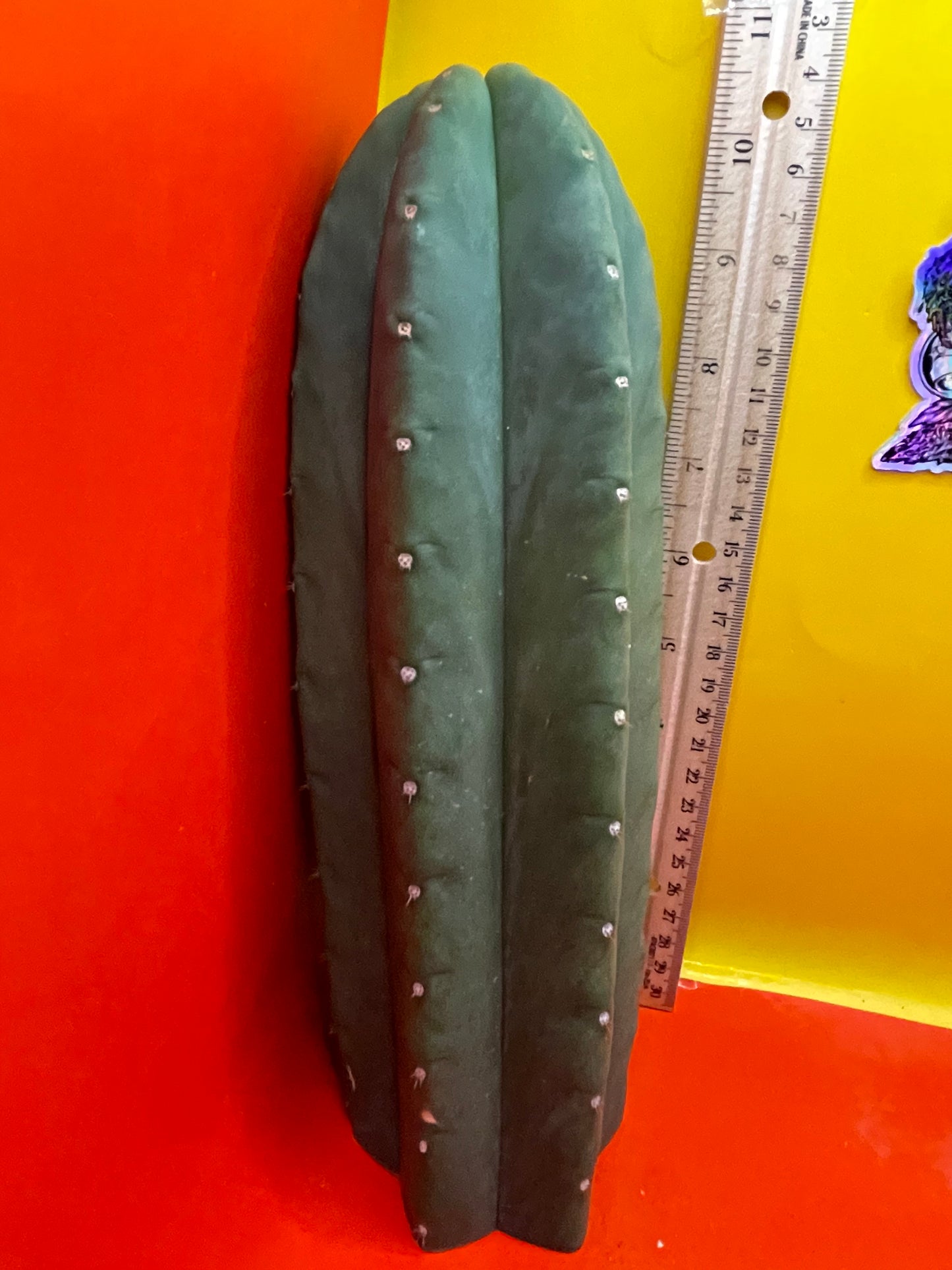 Cactus cahuilla !