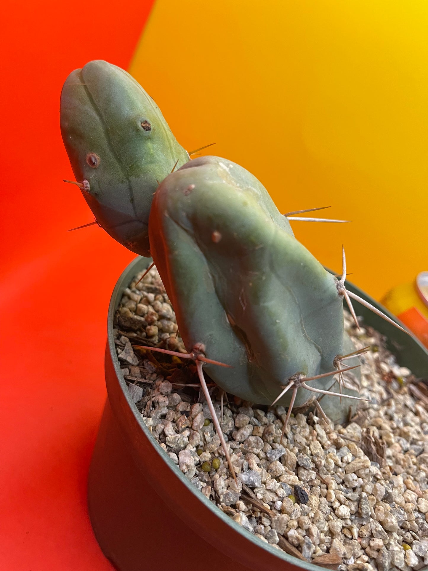 “TBM cactus ”