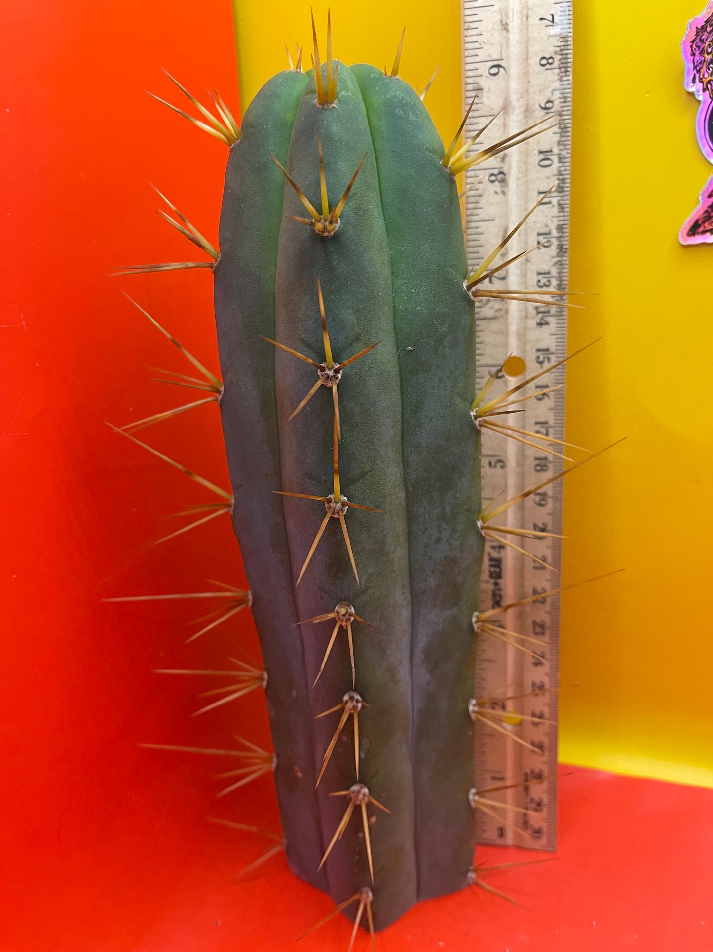 SON OF RON bridgesii