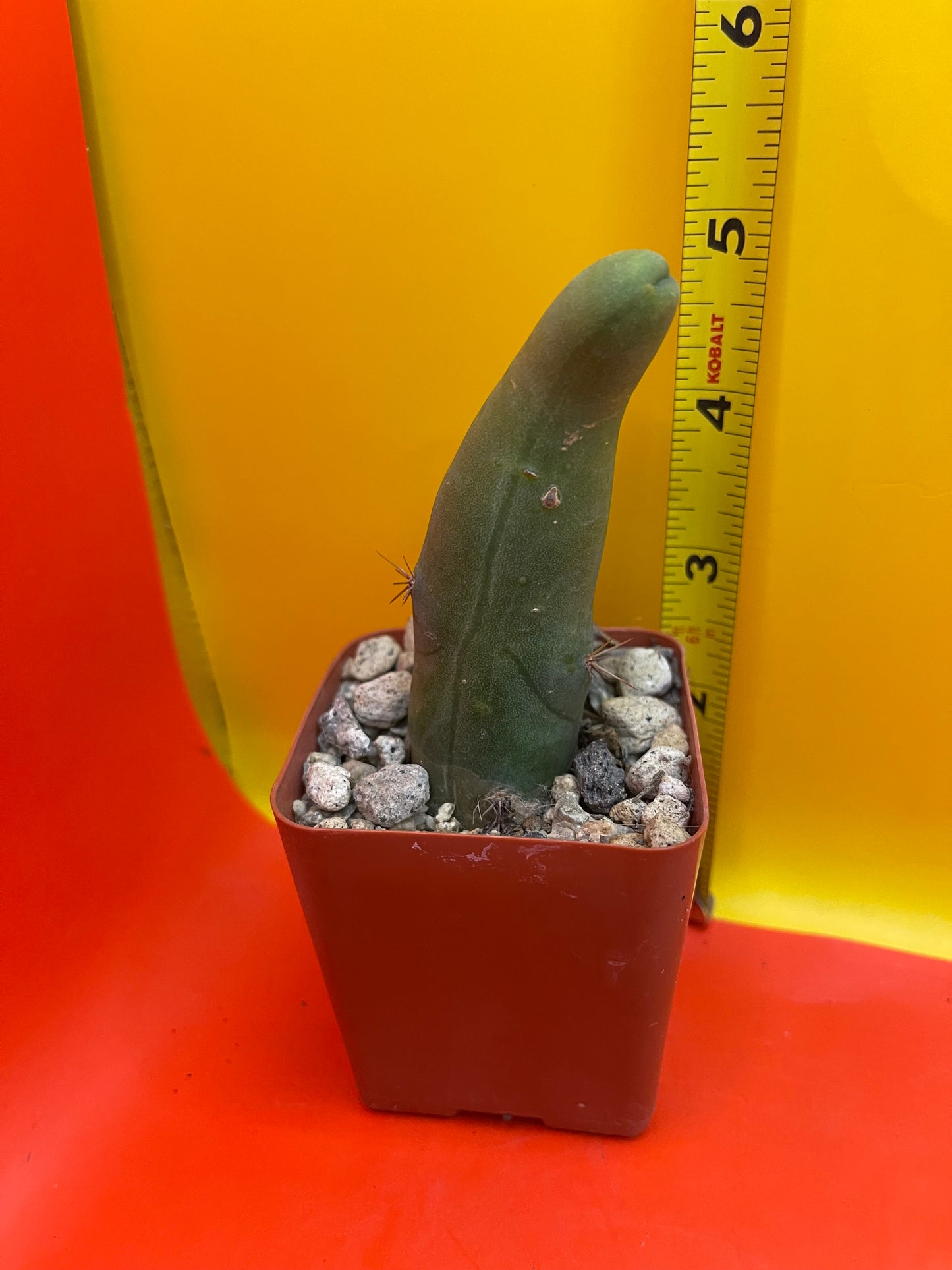 Small Tbm in a pot
