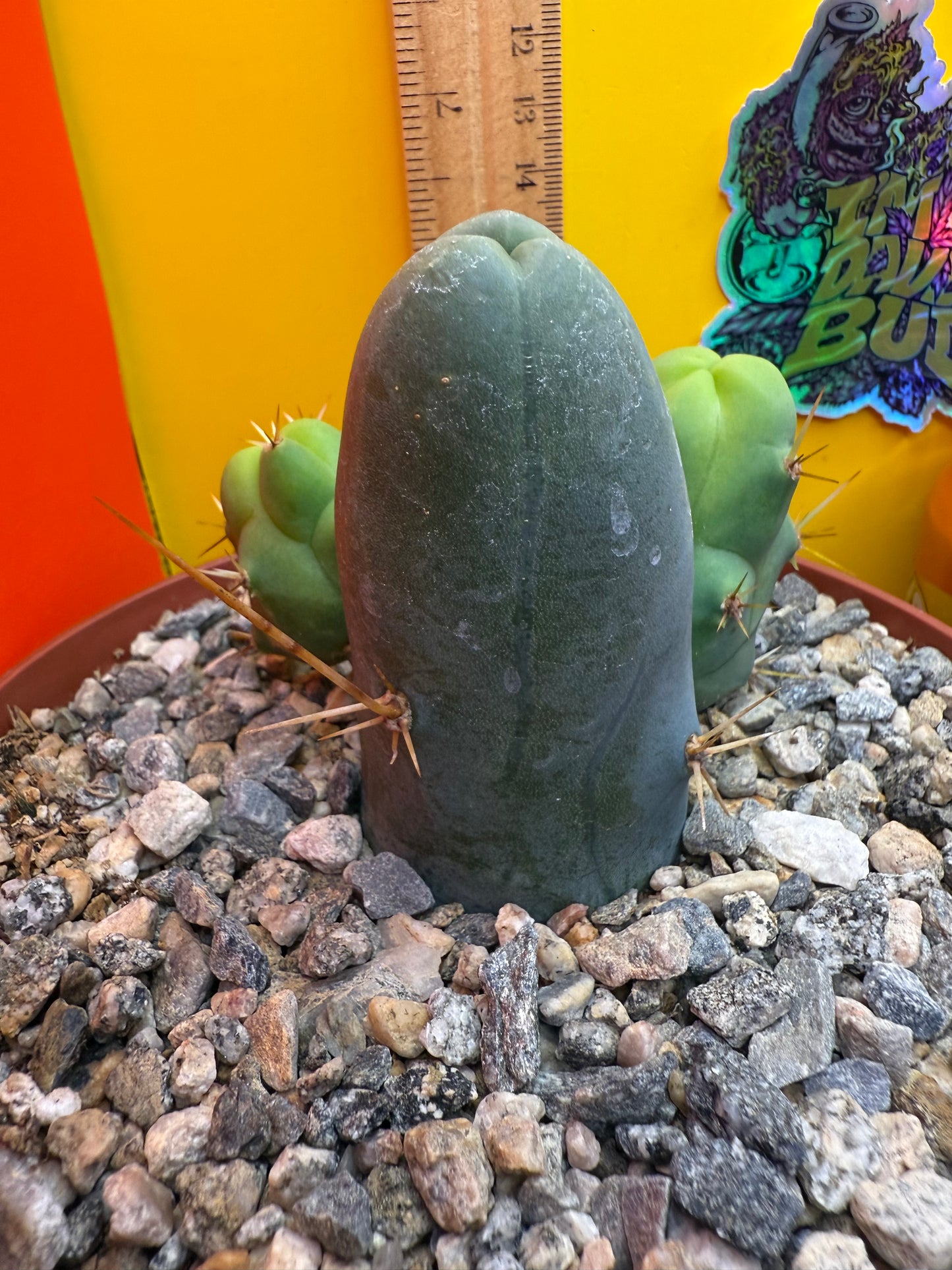 TBM CACTUS smooth and clean ! shipped in pot - this exact one pictured