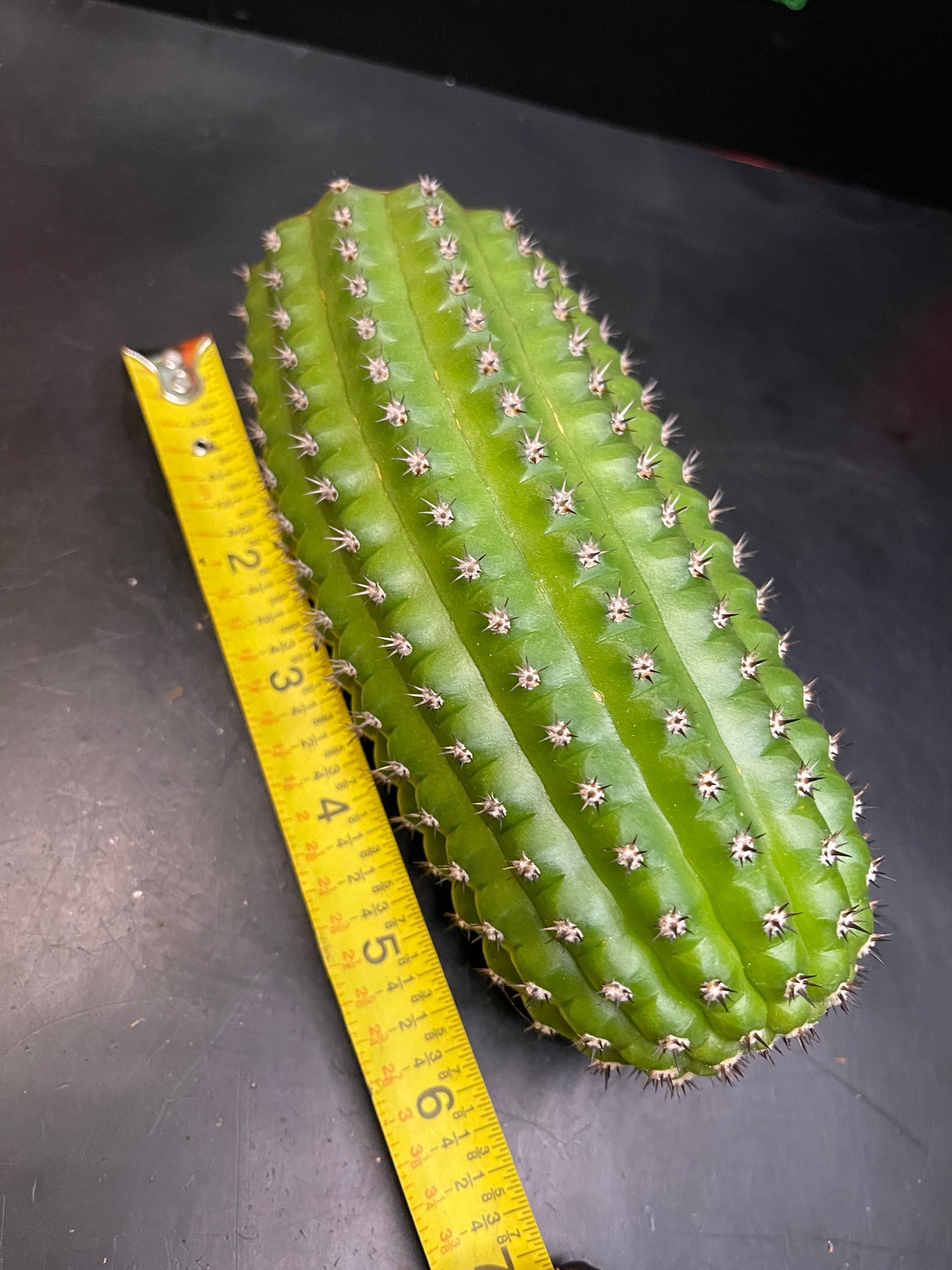Trichocereus brevispinulosus