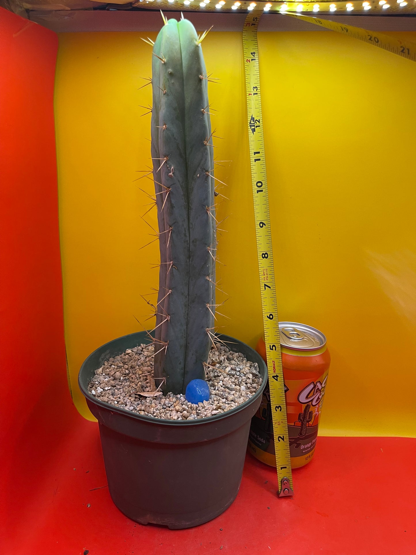 Trichocereus Bridgesii fully rooted