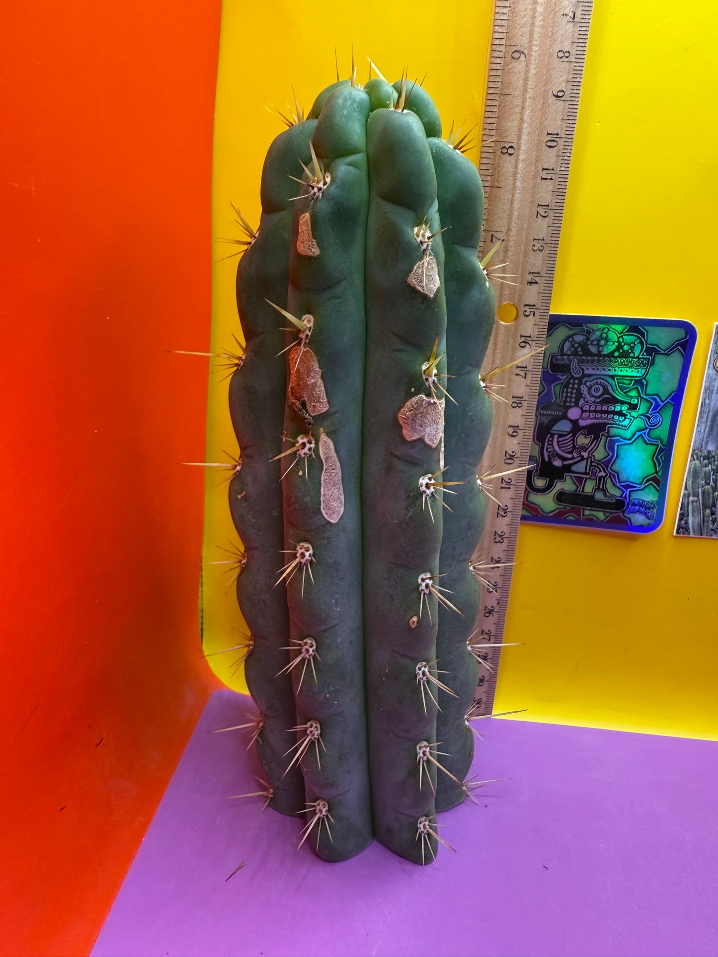 Ss03 cactus cutting