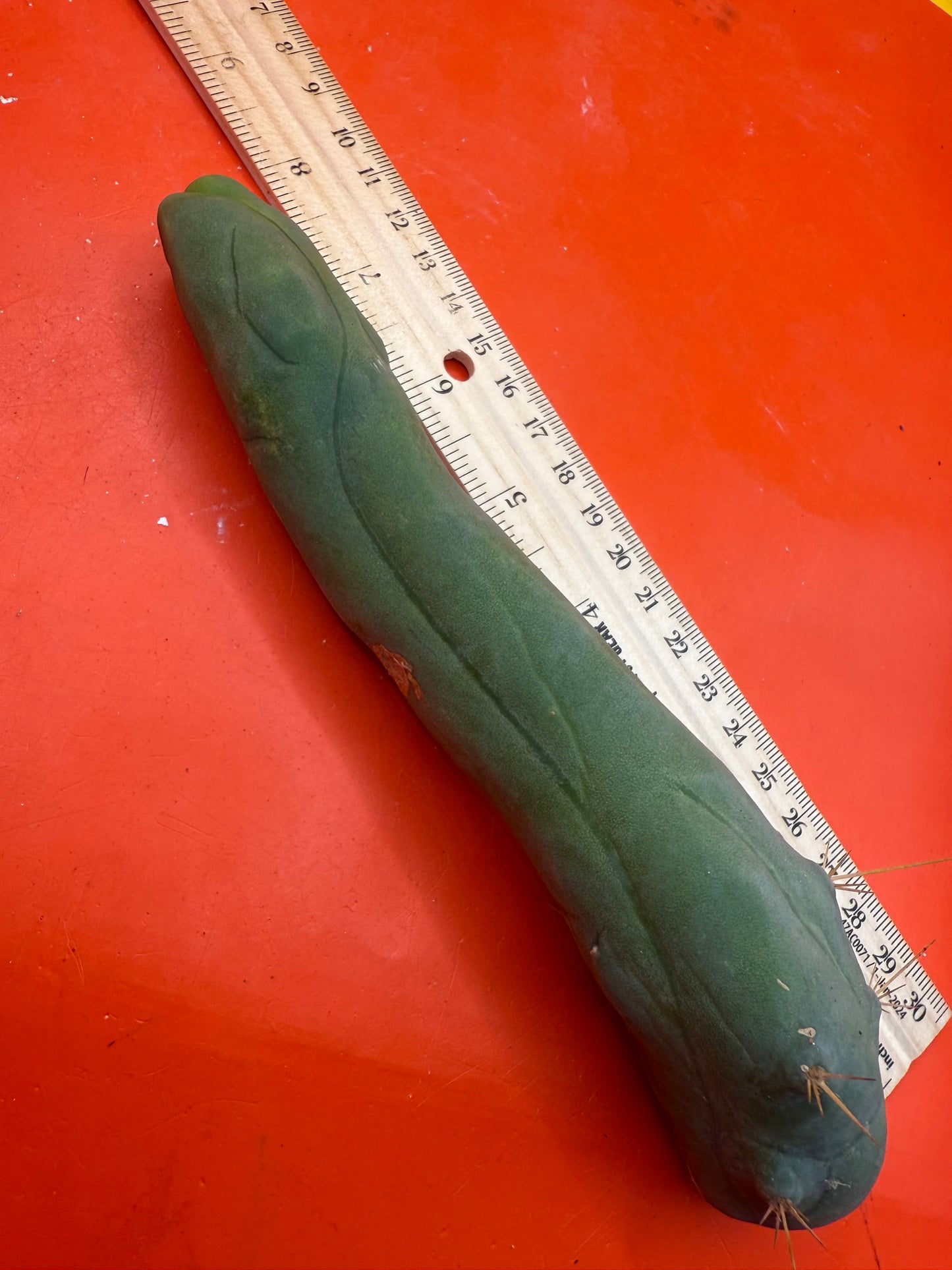 Long form TBM cactus cutting type A