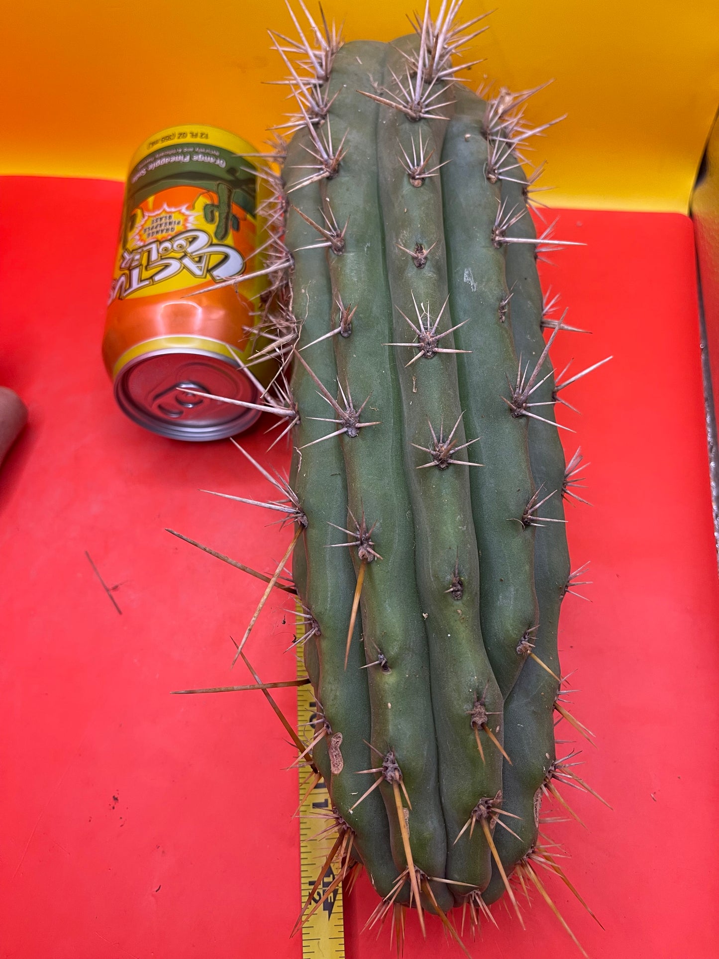 Trichocereus Puquiensis - cv “Linda”