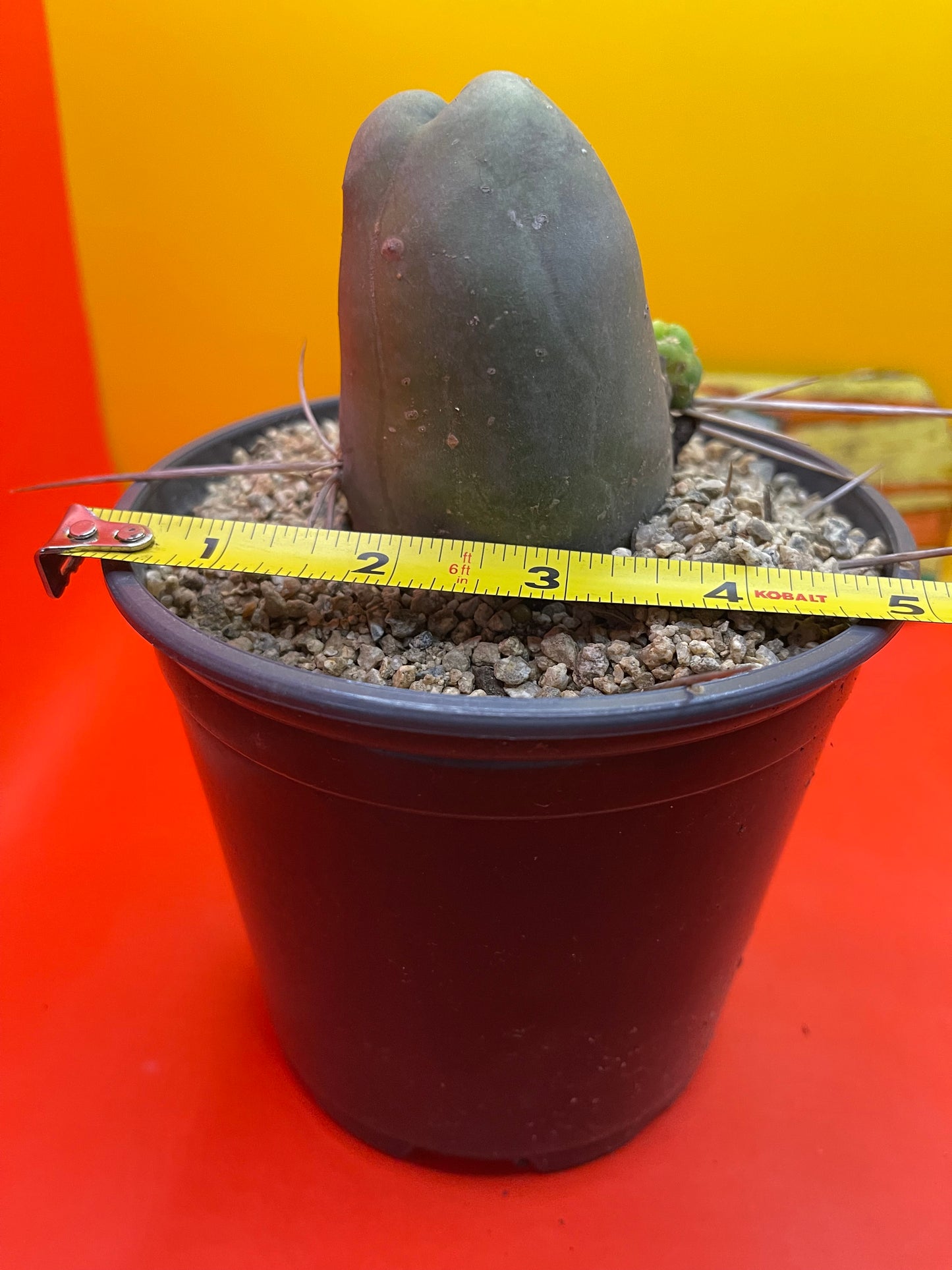 TBM , type B - comes in pot !