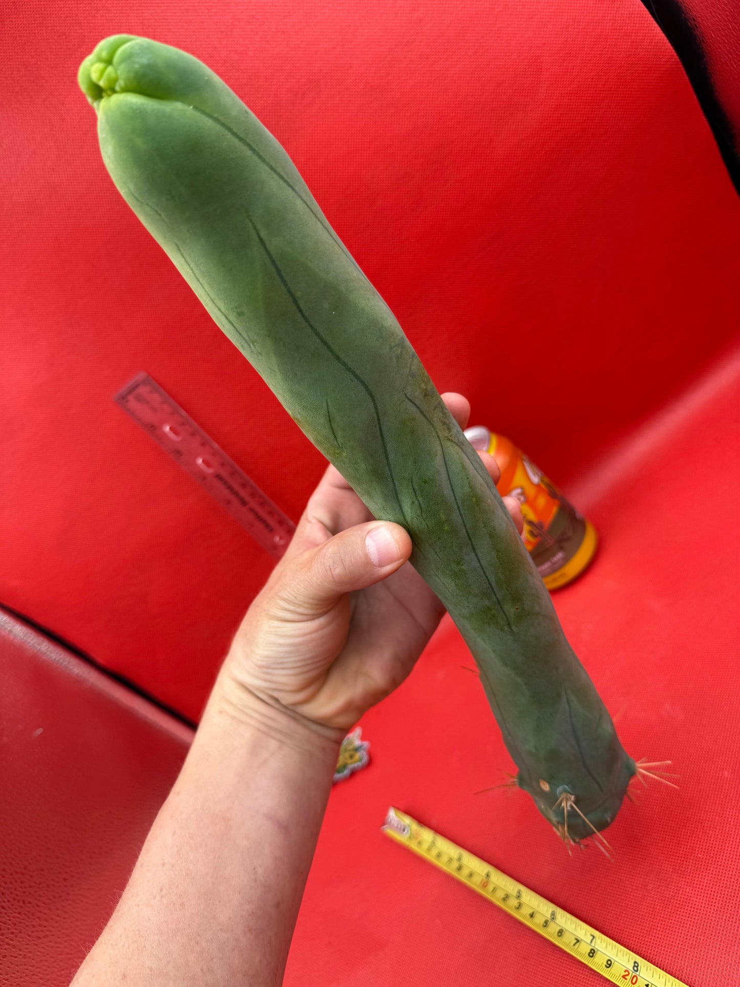 LONG FORM ! TBM-A cactus