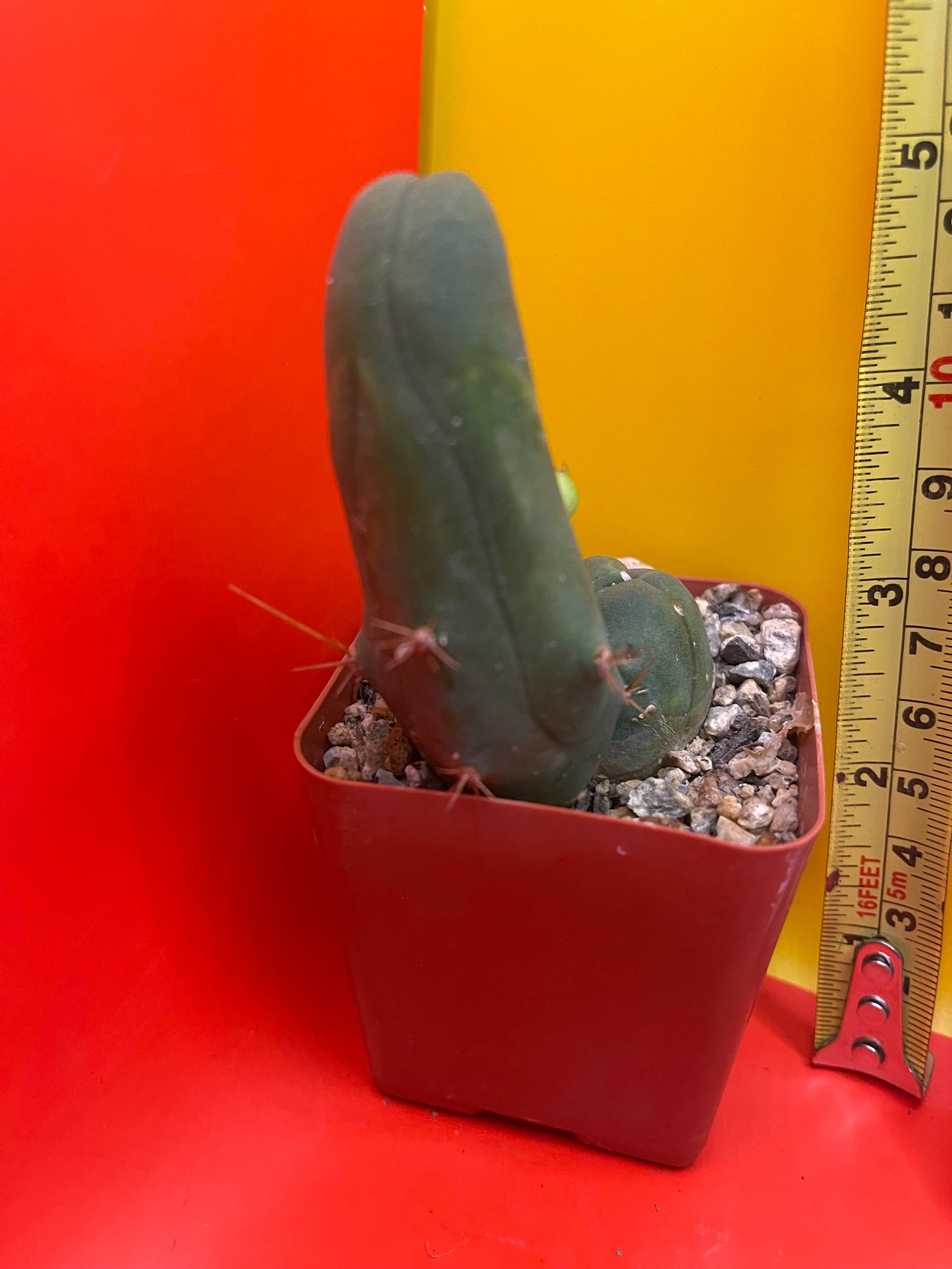 TBM CACTUS