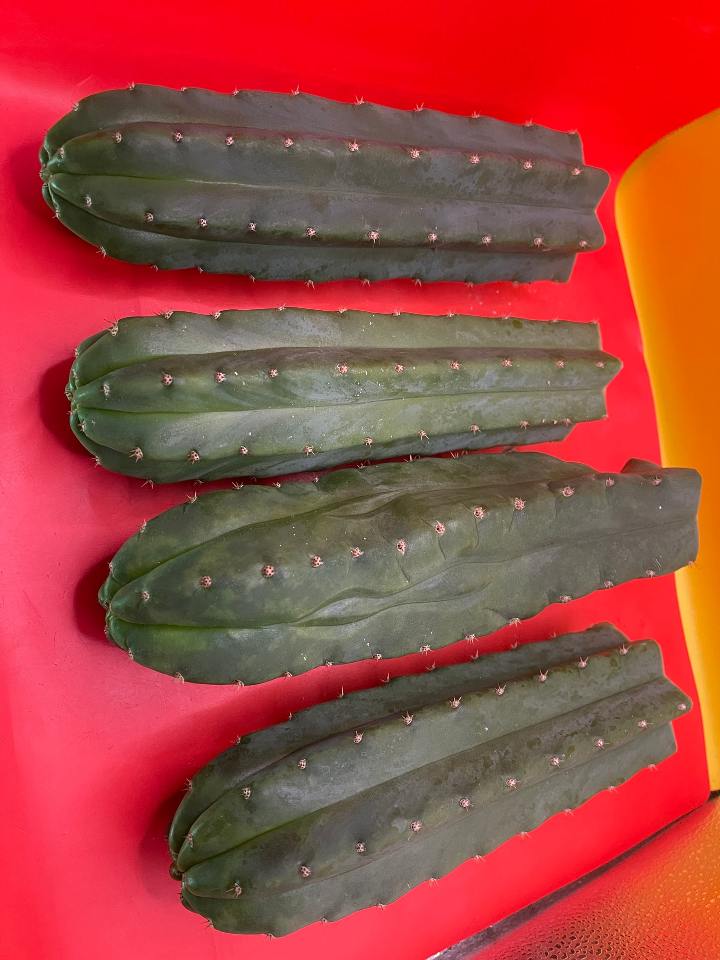 Fresh cut San Pedro Cactus !