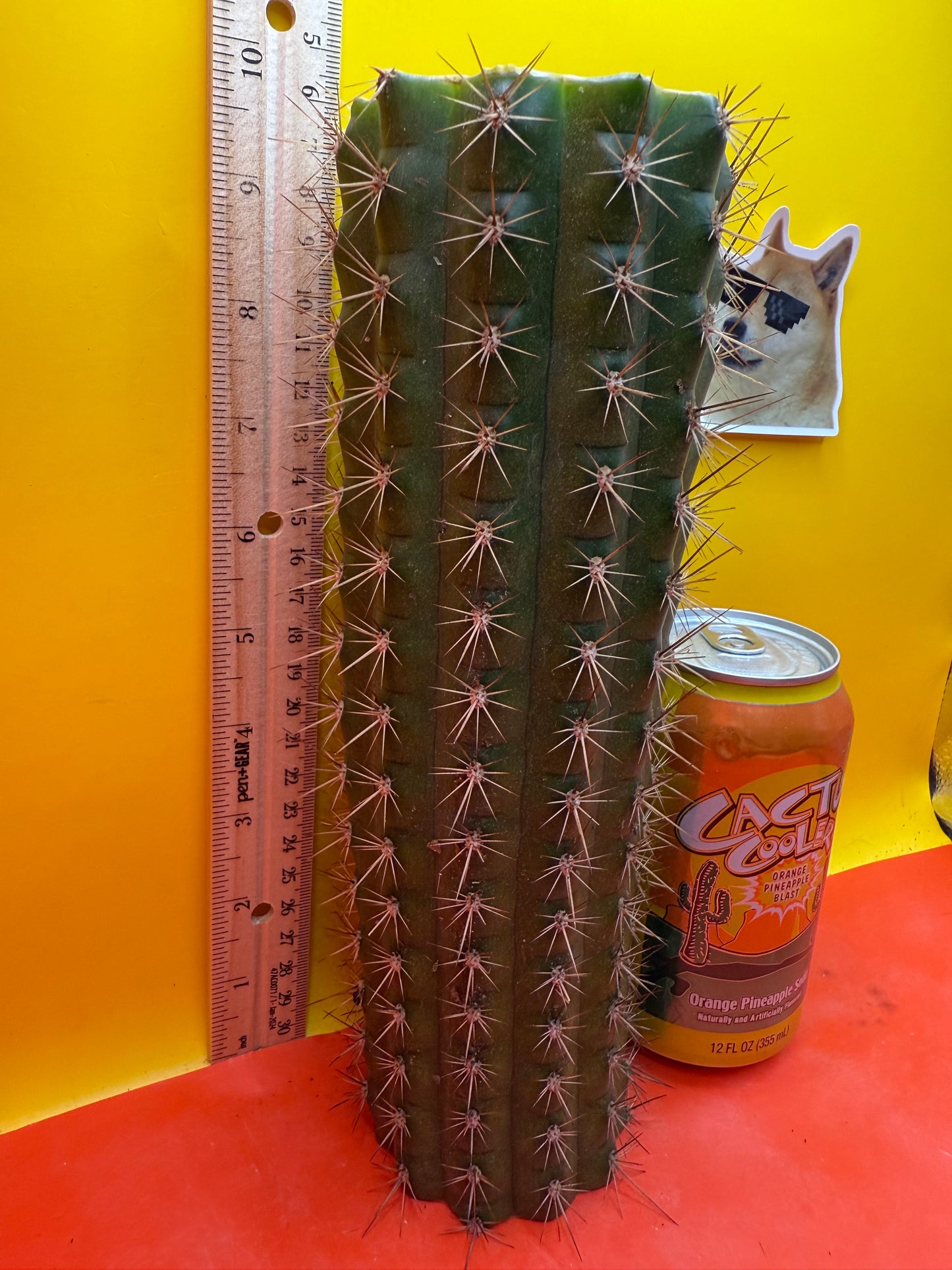 Trichocereus thelegonus