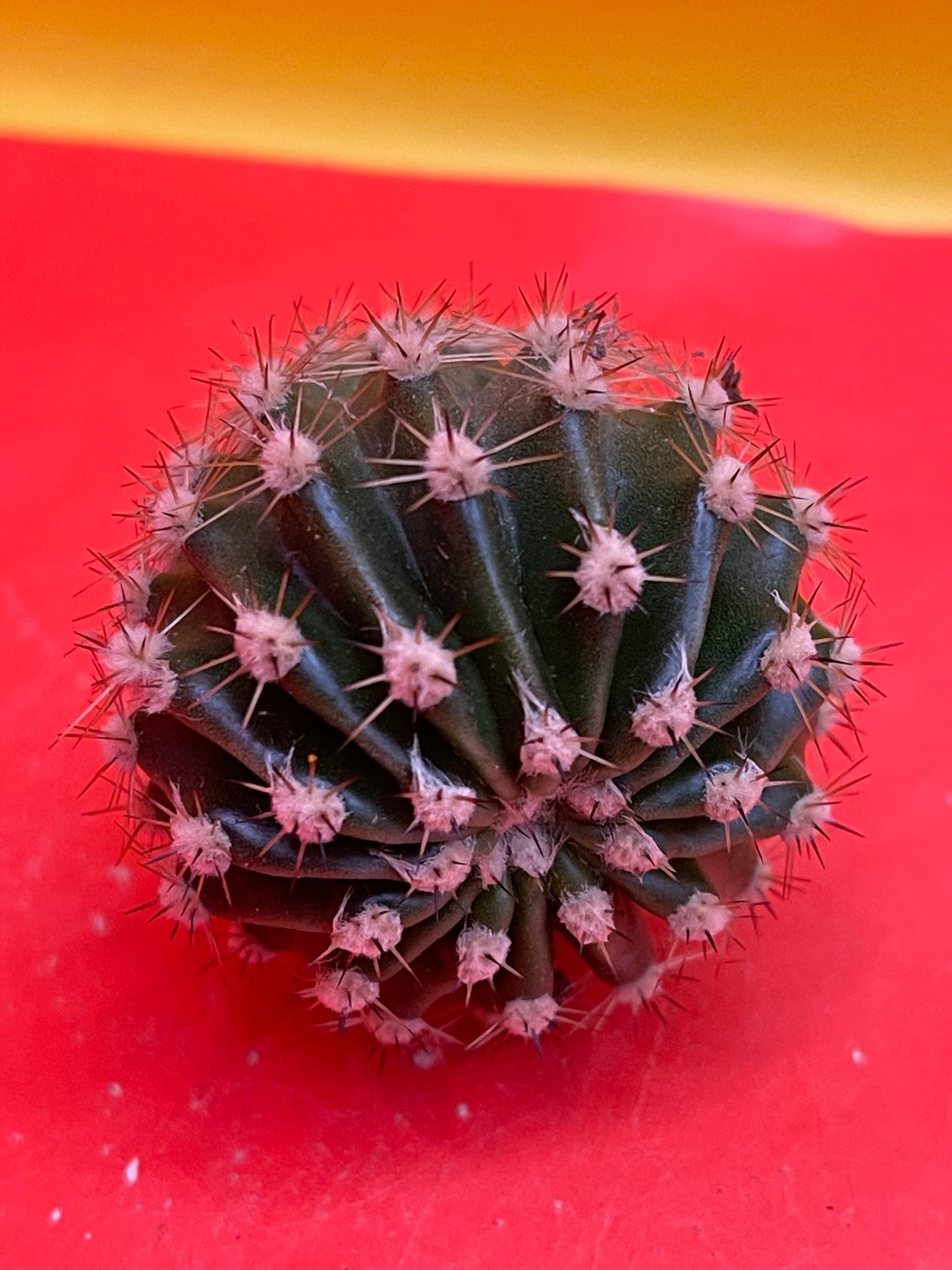 2$ echinopsis pups !!!