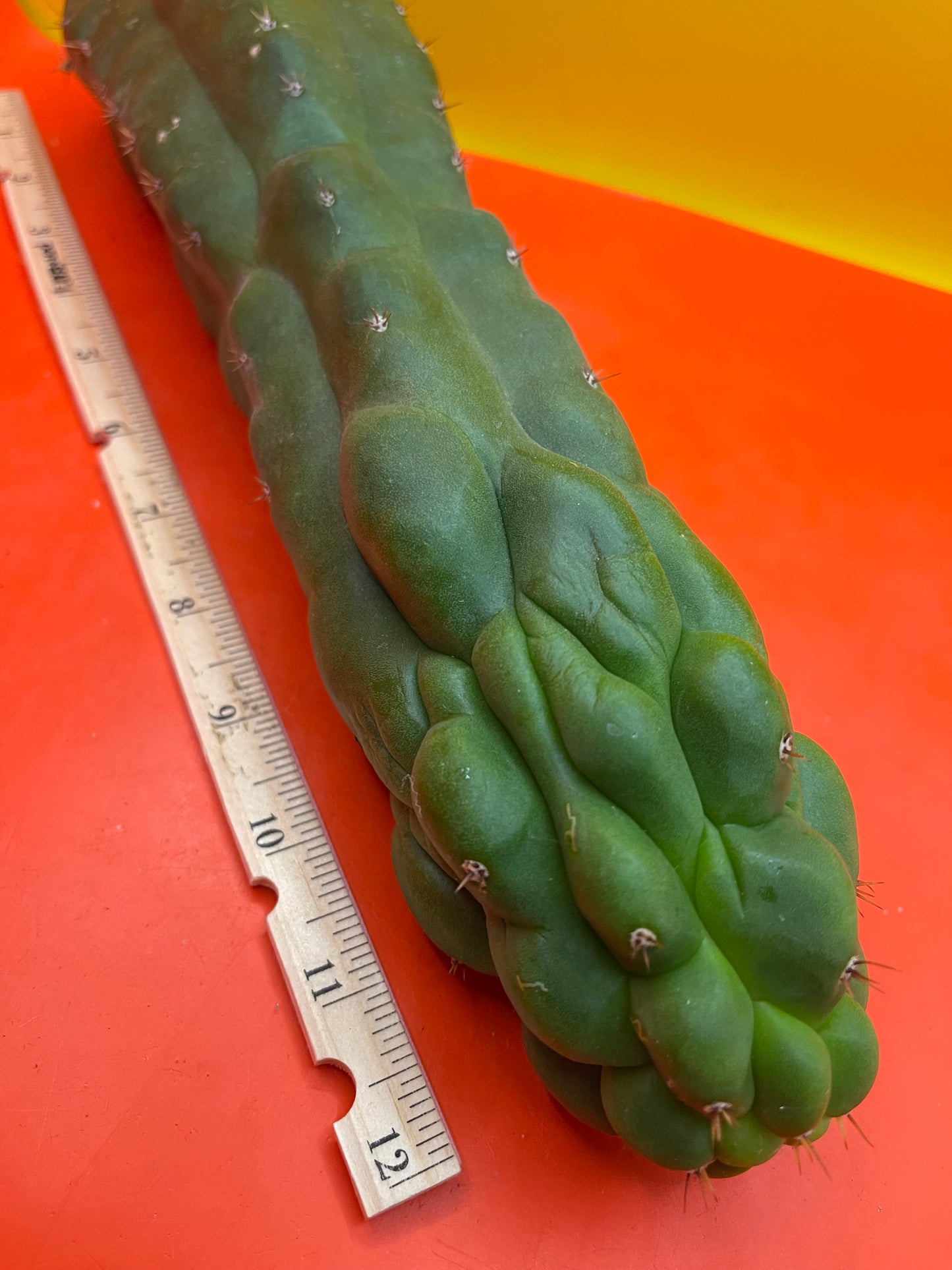 Monstrose San Pedro cactus - TPM !