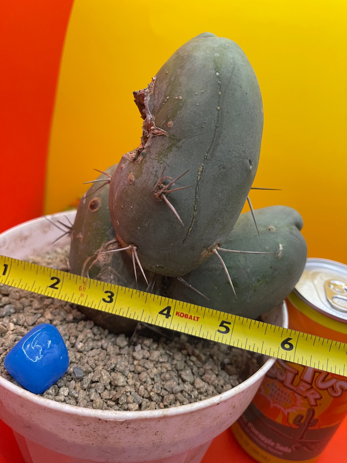 Tbm CACTUS!!! Bare root