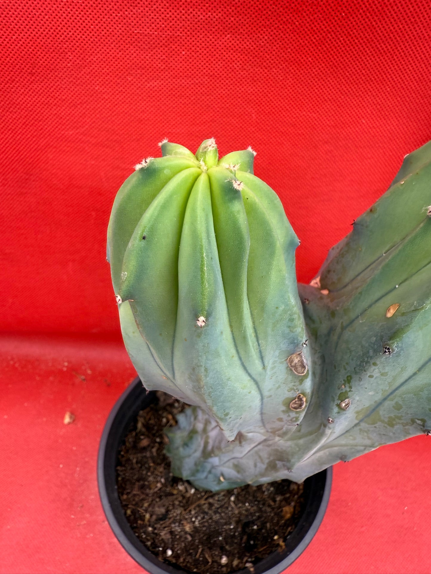 Dicot cresting Myrtillocactus!