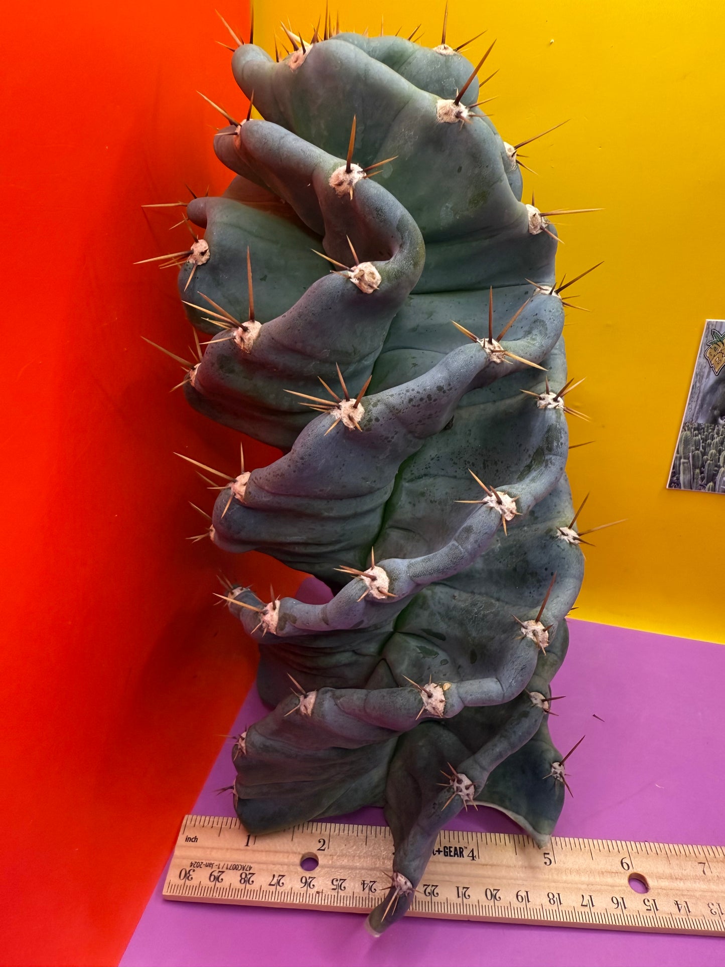 FAT 🌀🌵Spiral Cactus !Over 4” thick - Foot long