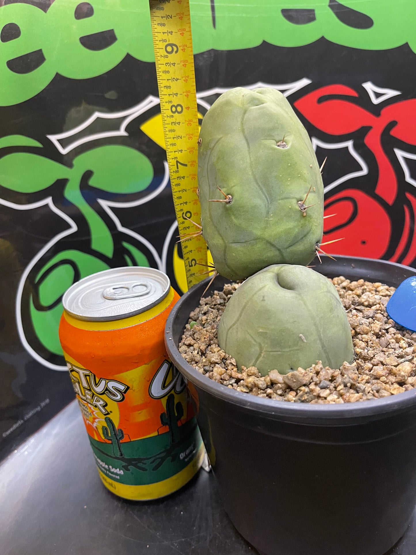 TBM - San Pedro cactus🌵