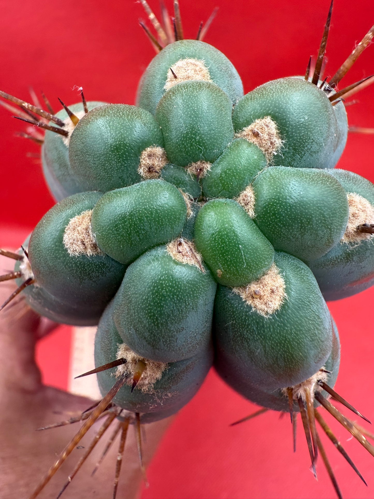“Serra blue” San Pedro Cactus !