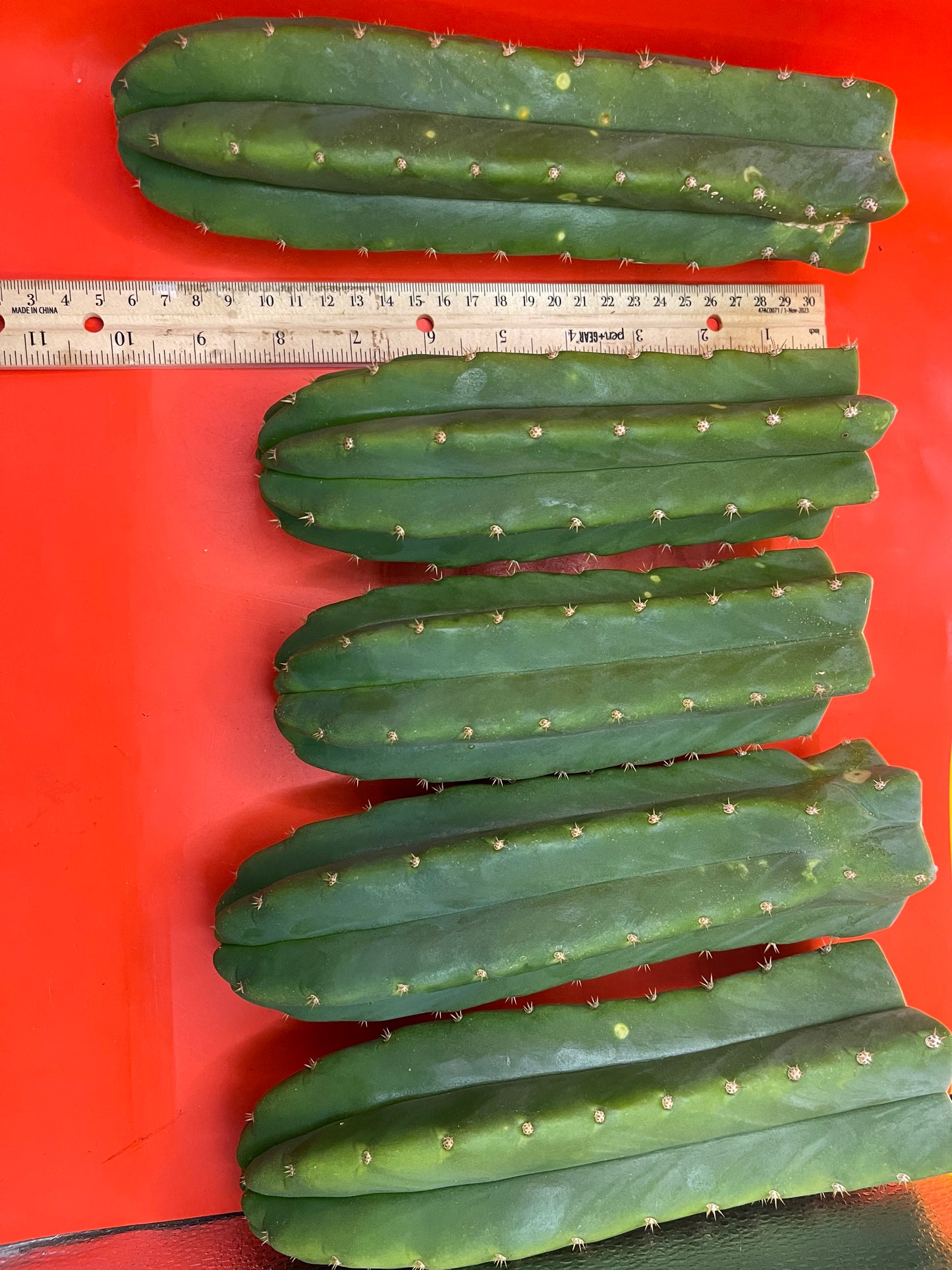 San Pedro cactus - trichocereus