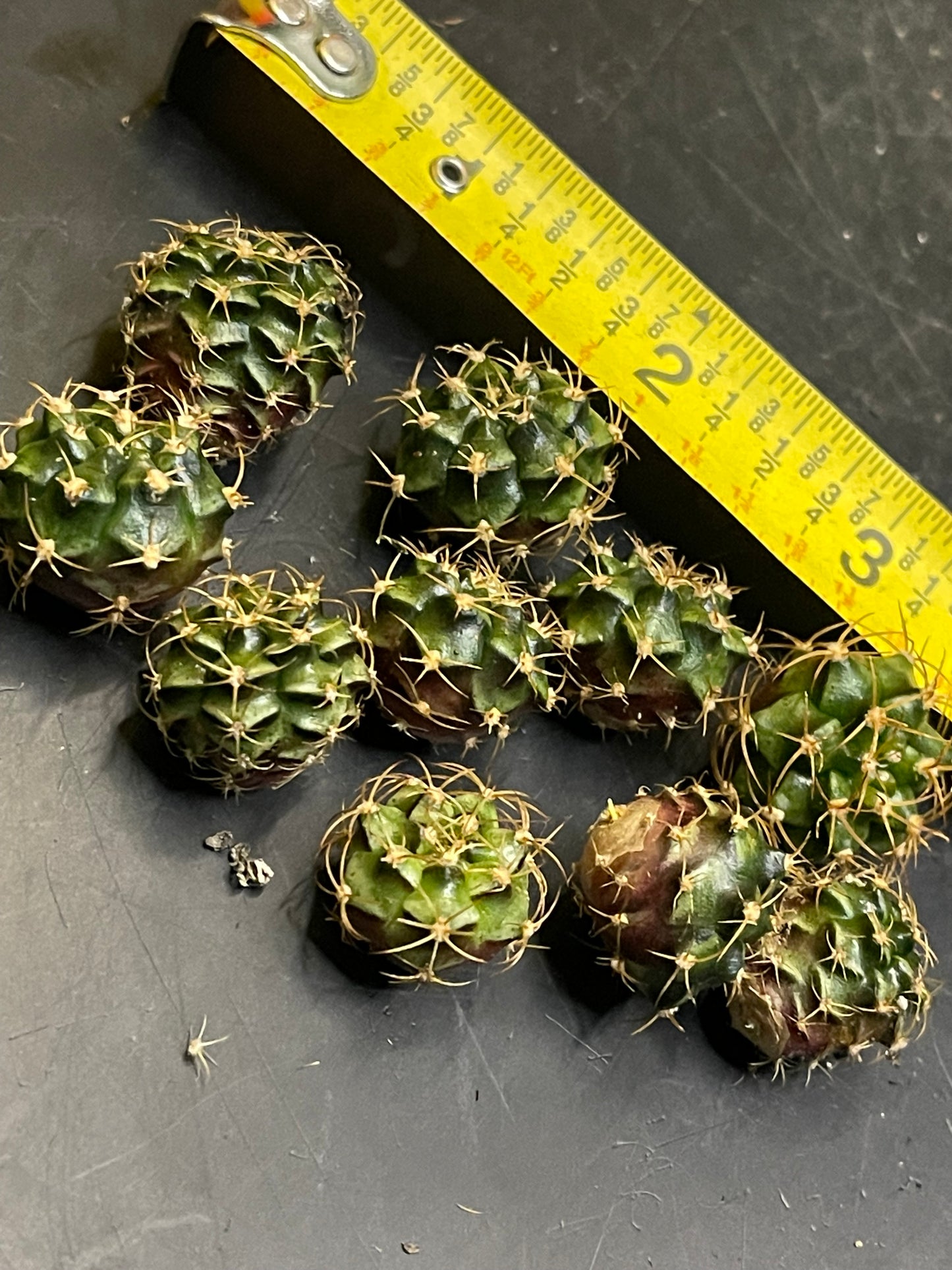 DAVES DOLLAR DAYS Gymno pups