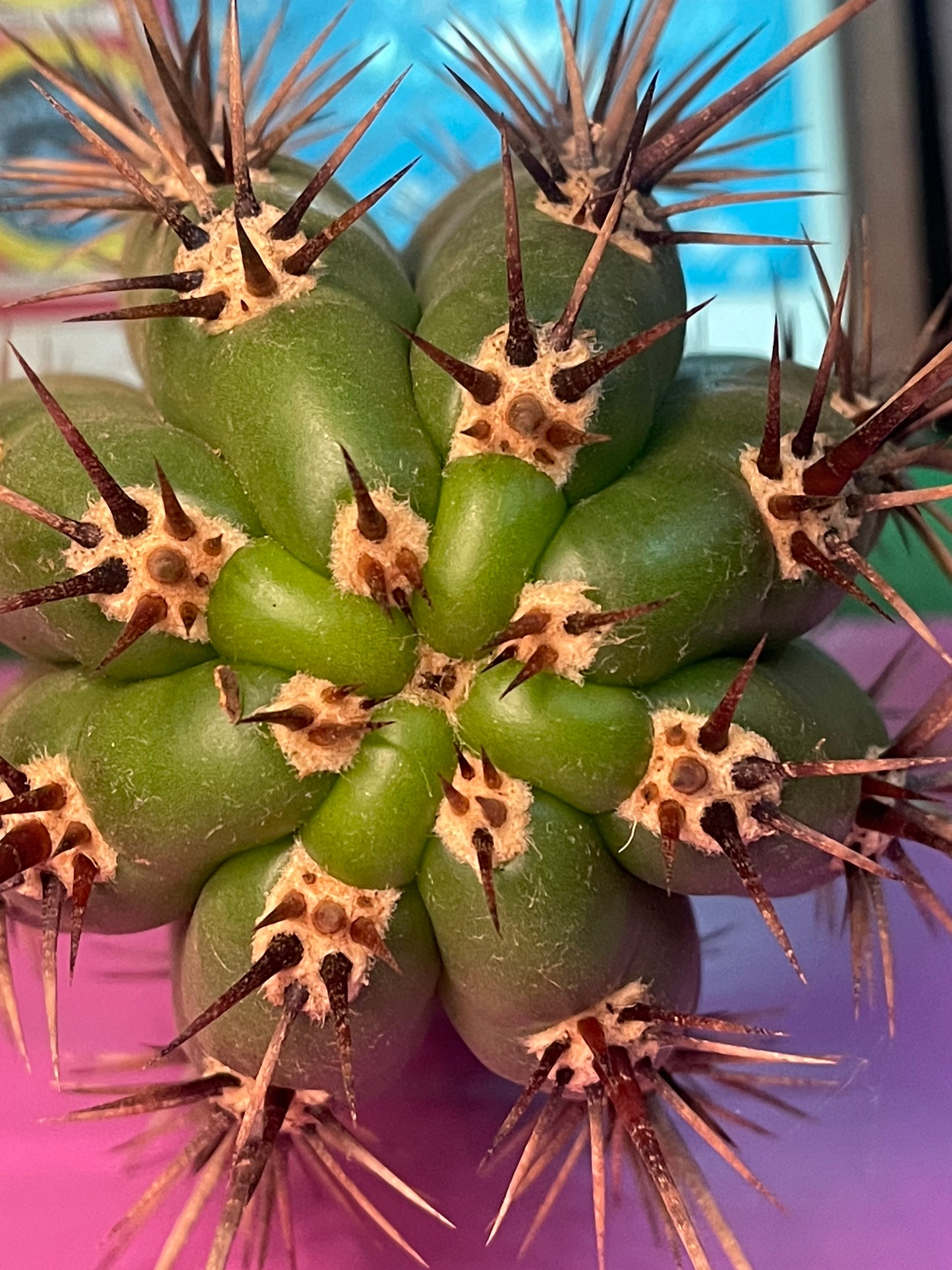 TRICHOCEREUS TACAQUIRENSIS