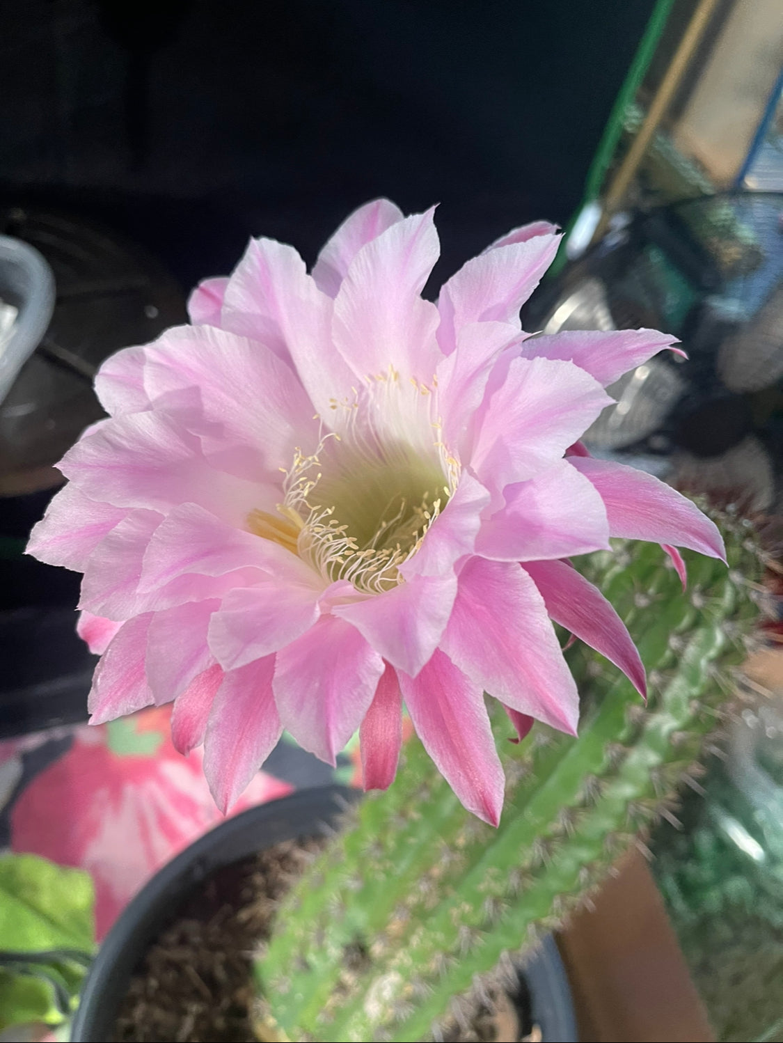 Trichocereus seeds !!!
