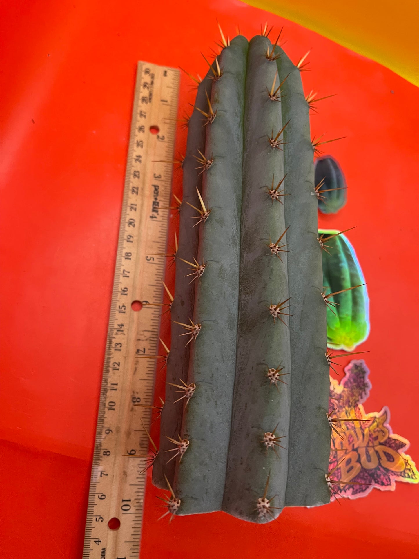 Trichocereus