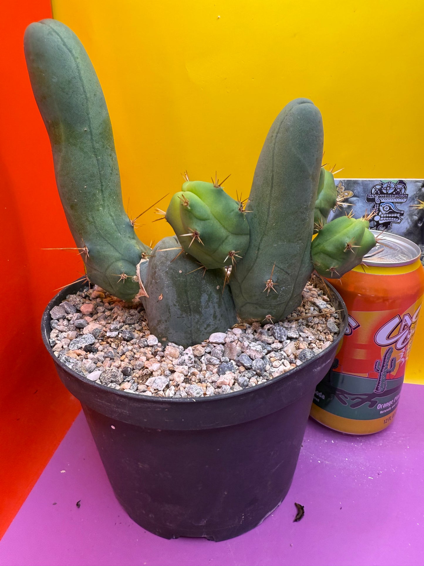 Tbm in 6” wide pot with 6 segments