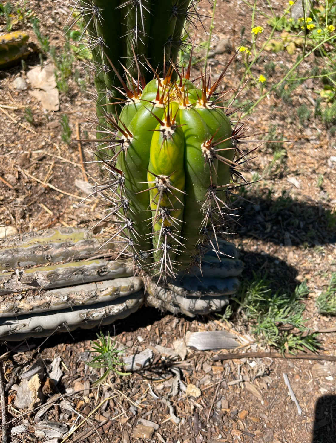 Trichocereus tacaquirensis seeds !
