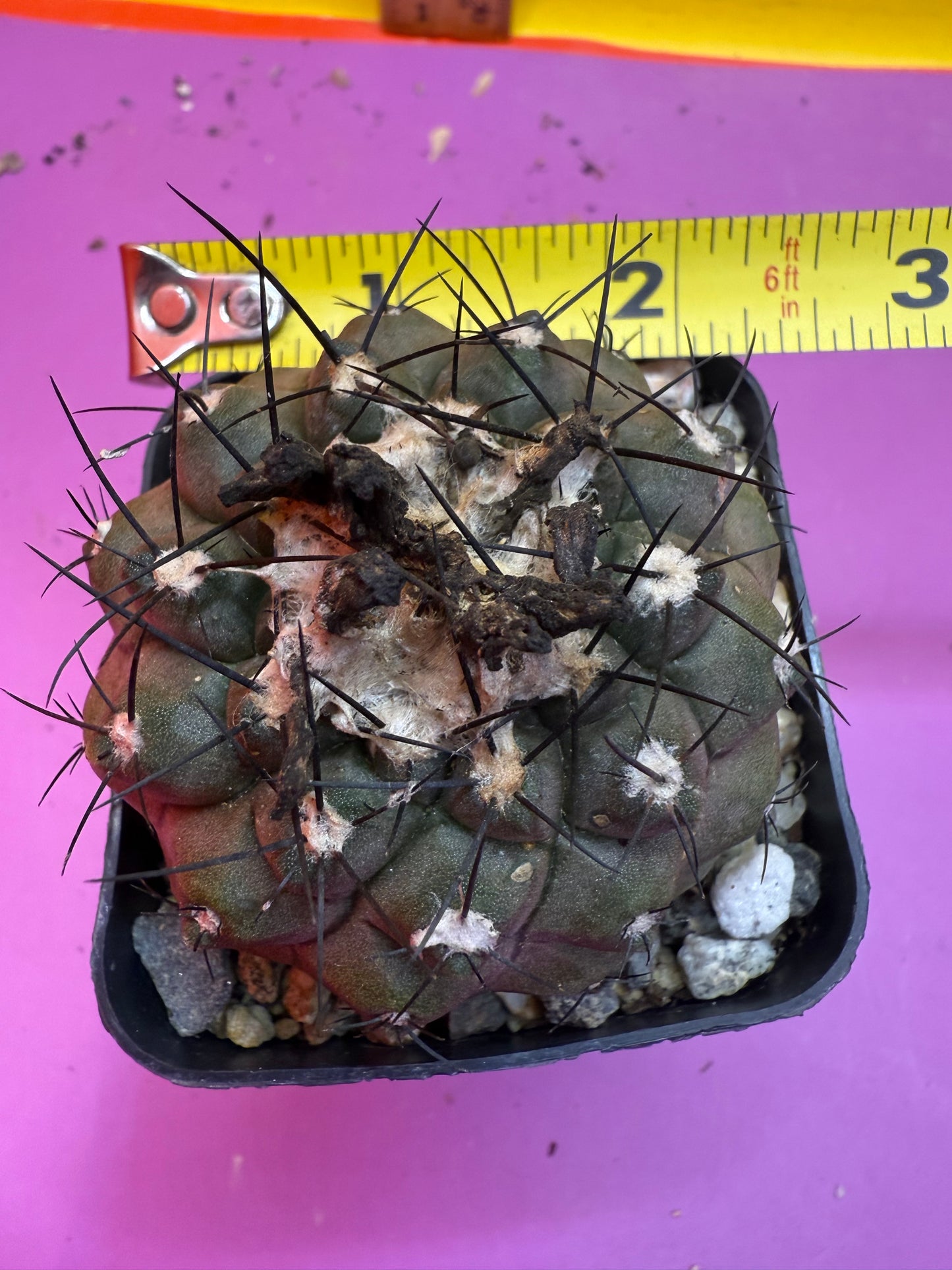 Copiapoa