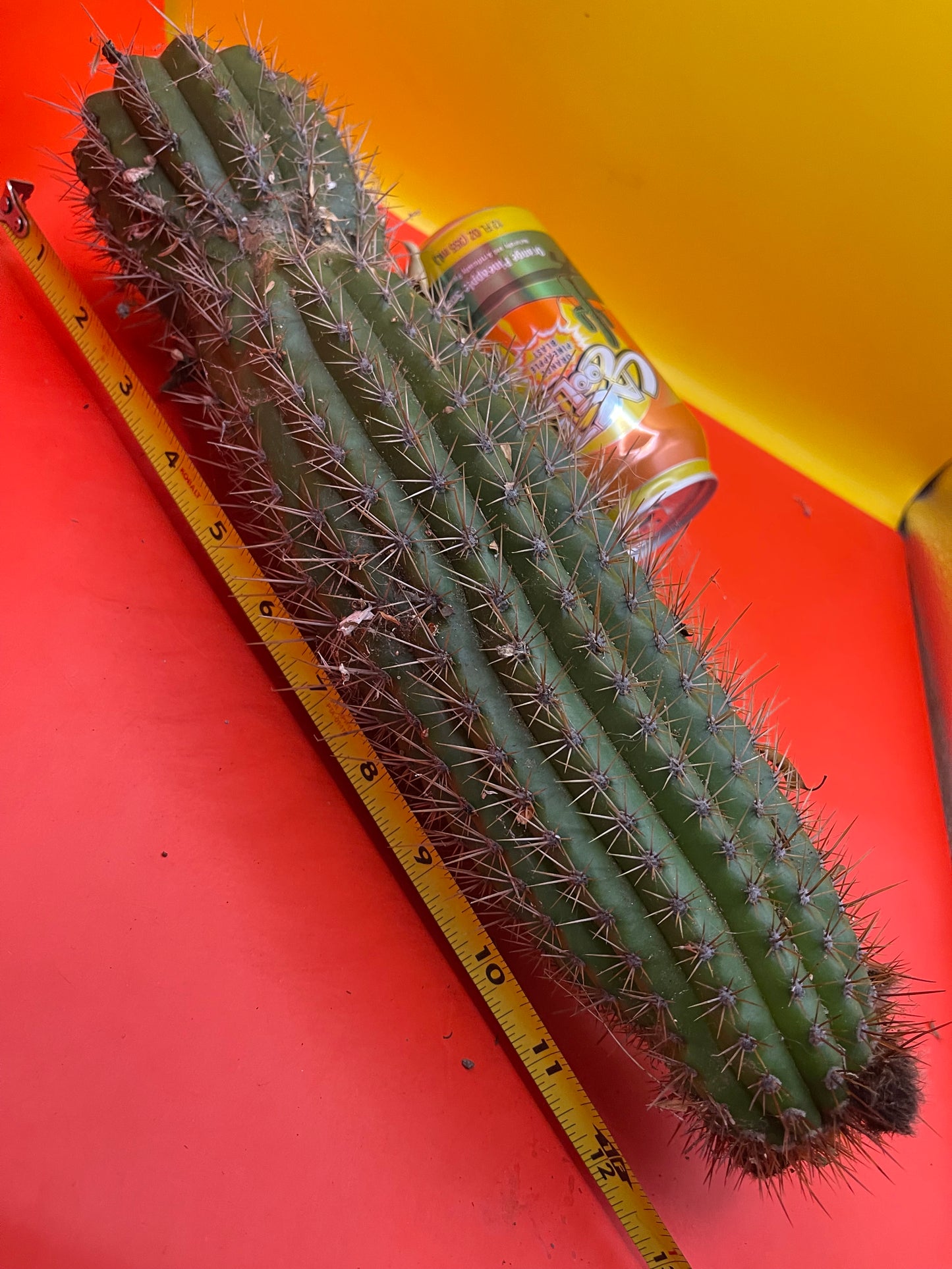 Trichocereus Spachianus ! With flower buds !