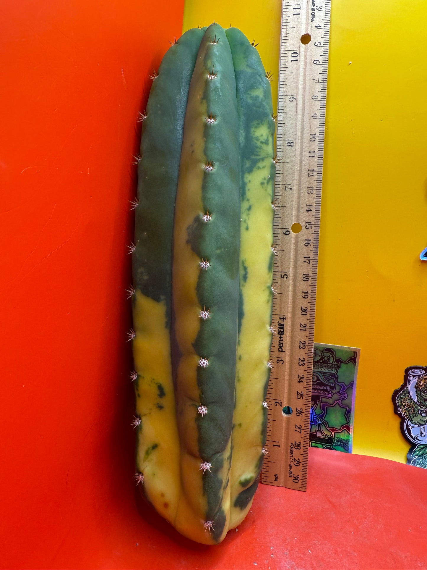 Variegated San Pedro Cactus