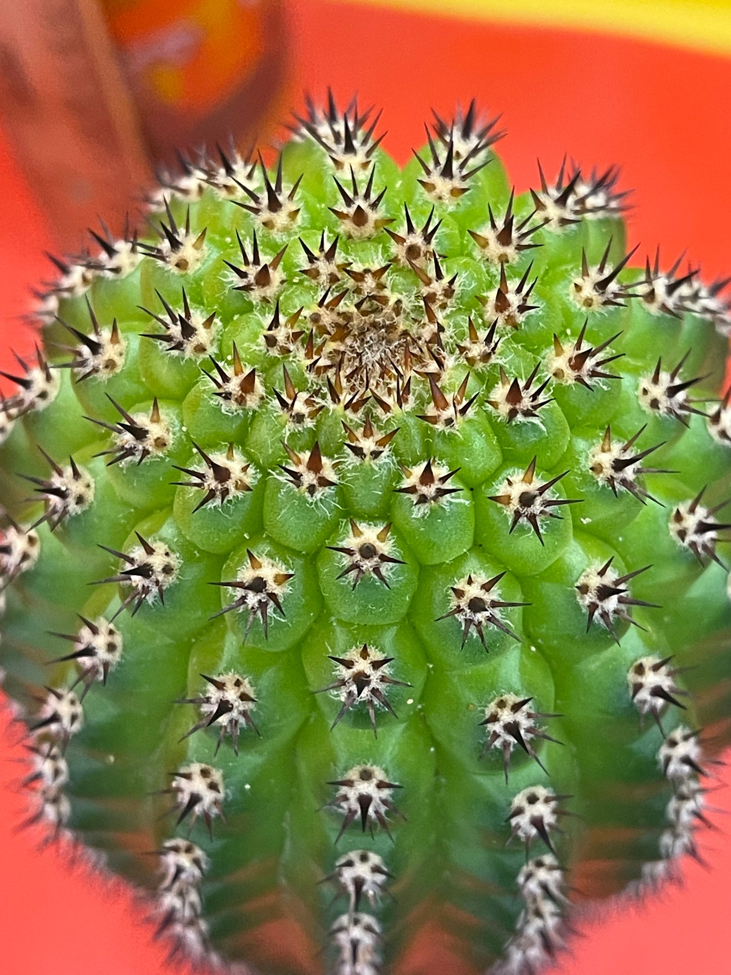 Trichocereus Brevispinulosus