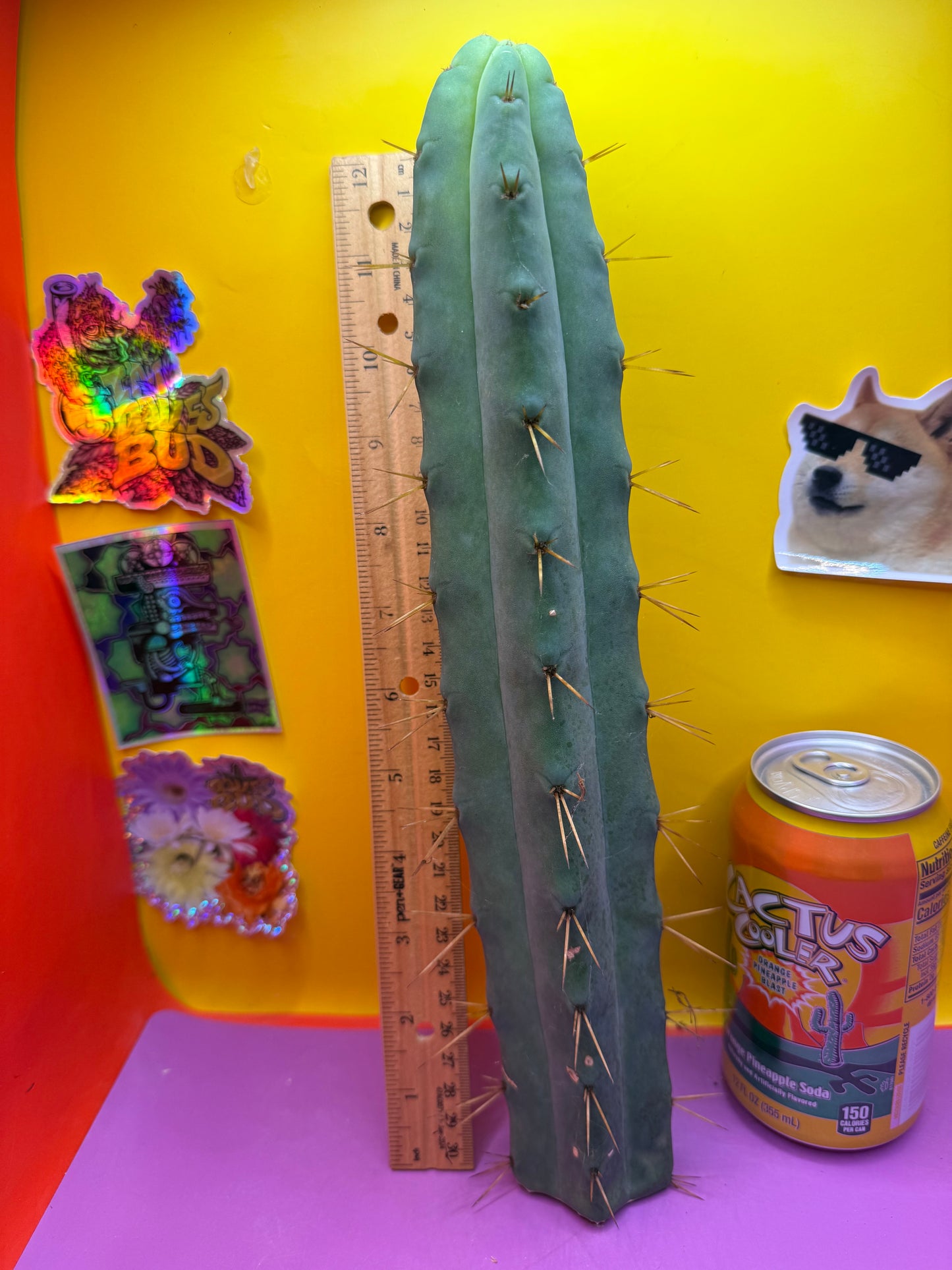 Jiimz Twin spine - over foot long !