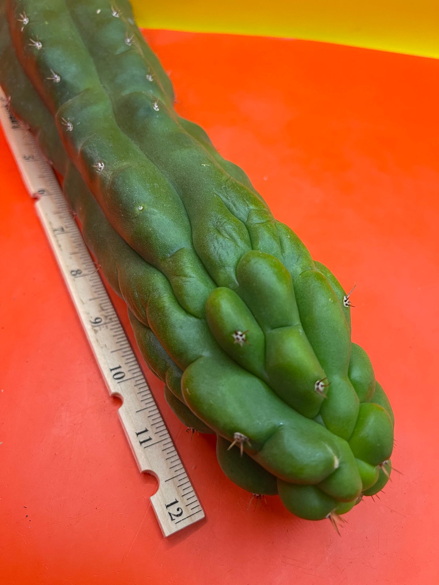 Monstrose San Pedro cactus - TPM !