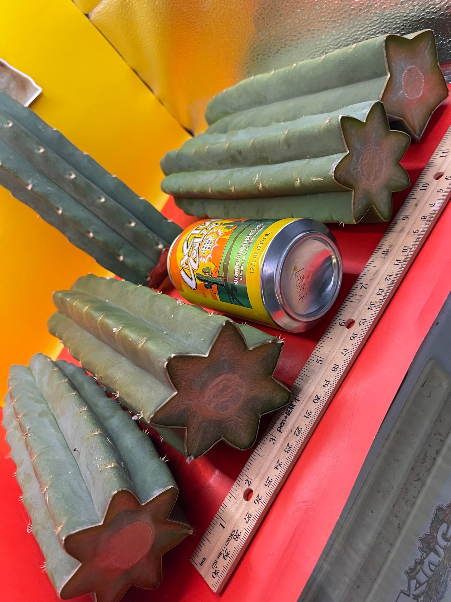 SAN PEDRO CACTUS CUTTING !