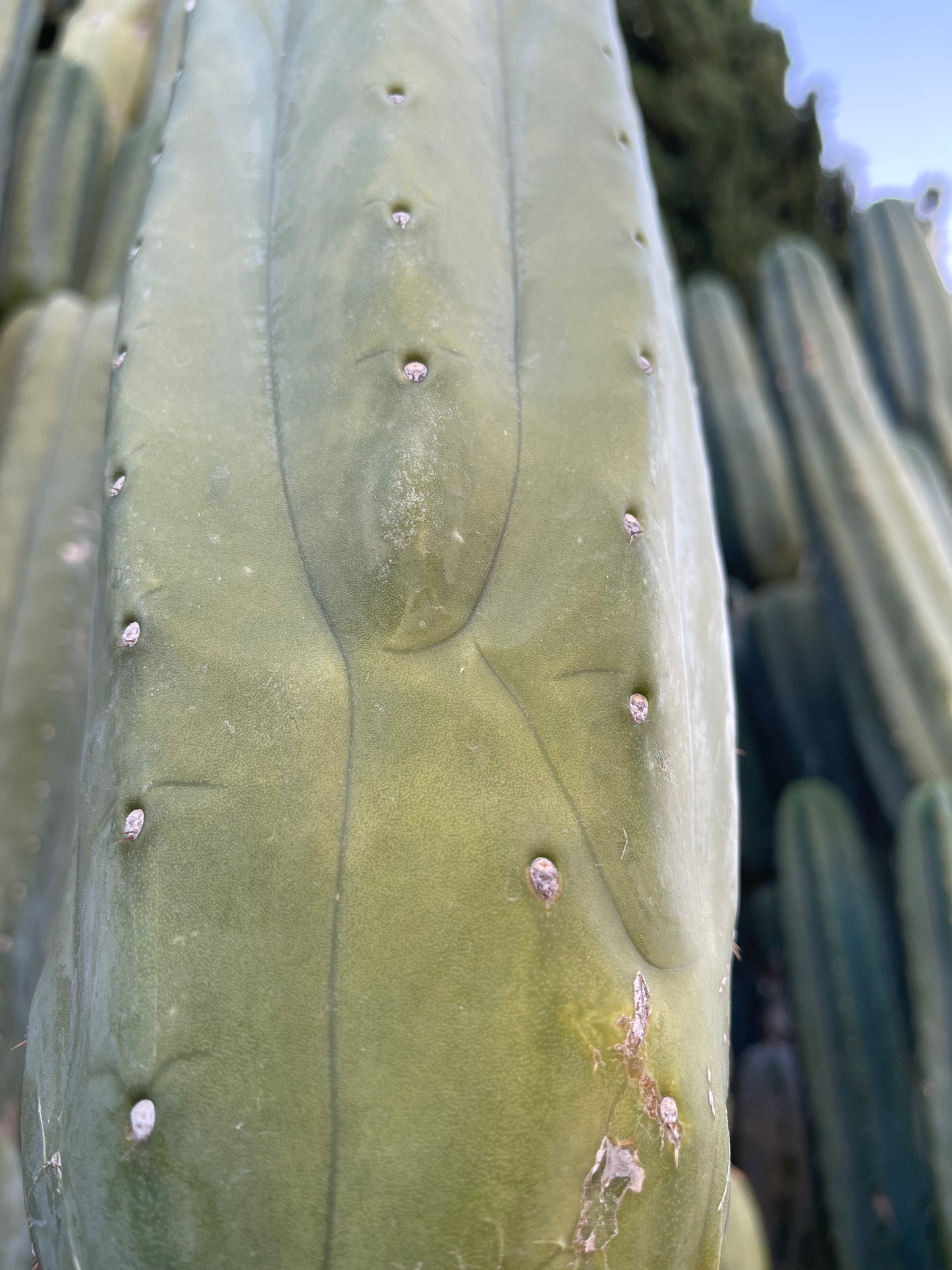 100 San Pedro Cactus - “Cahuilla” seeds!!