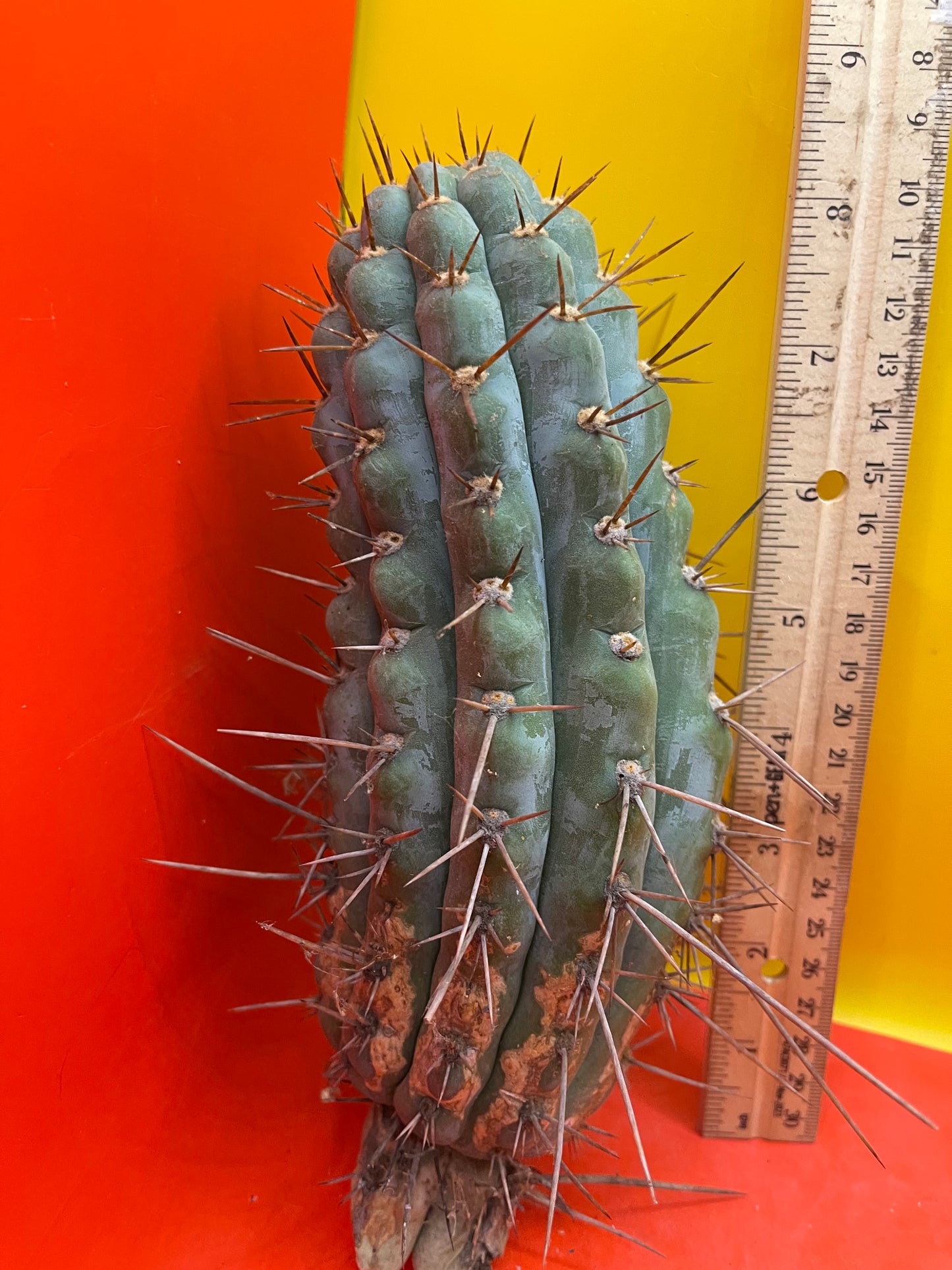 Serra Blue trichocereus cactus cutting (San Pedro )