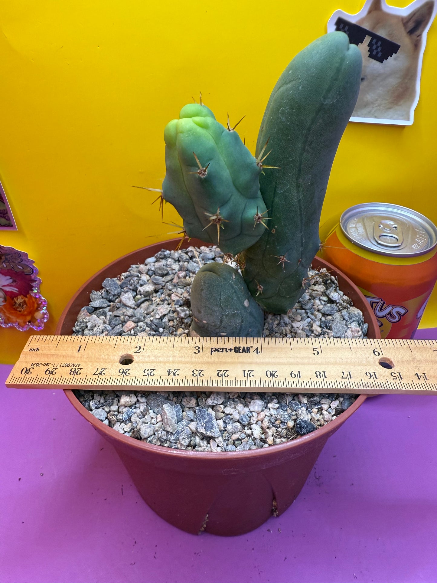 TBM CACTUS smooth and clean !  shipped in pot  - this exact one pictured