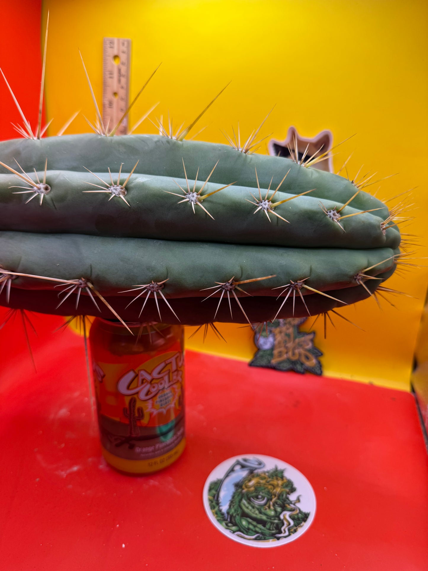 TRICHOCEREUS MACROGONUS !