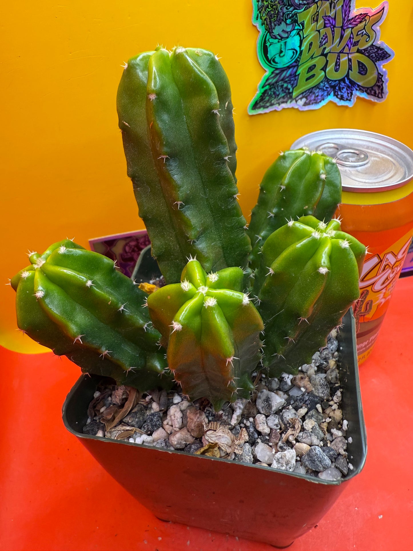 echinocereus viereckii morricalii fully rooted - ships in its pot
