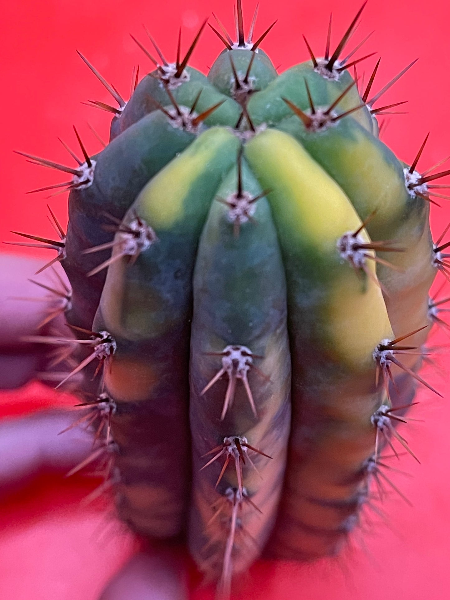 Variegated San Pedro Cactus trichocereus !