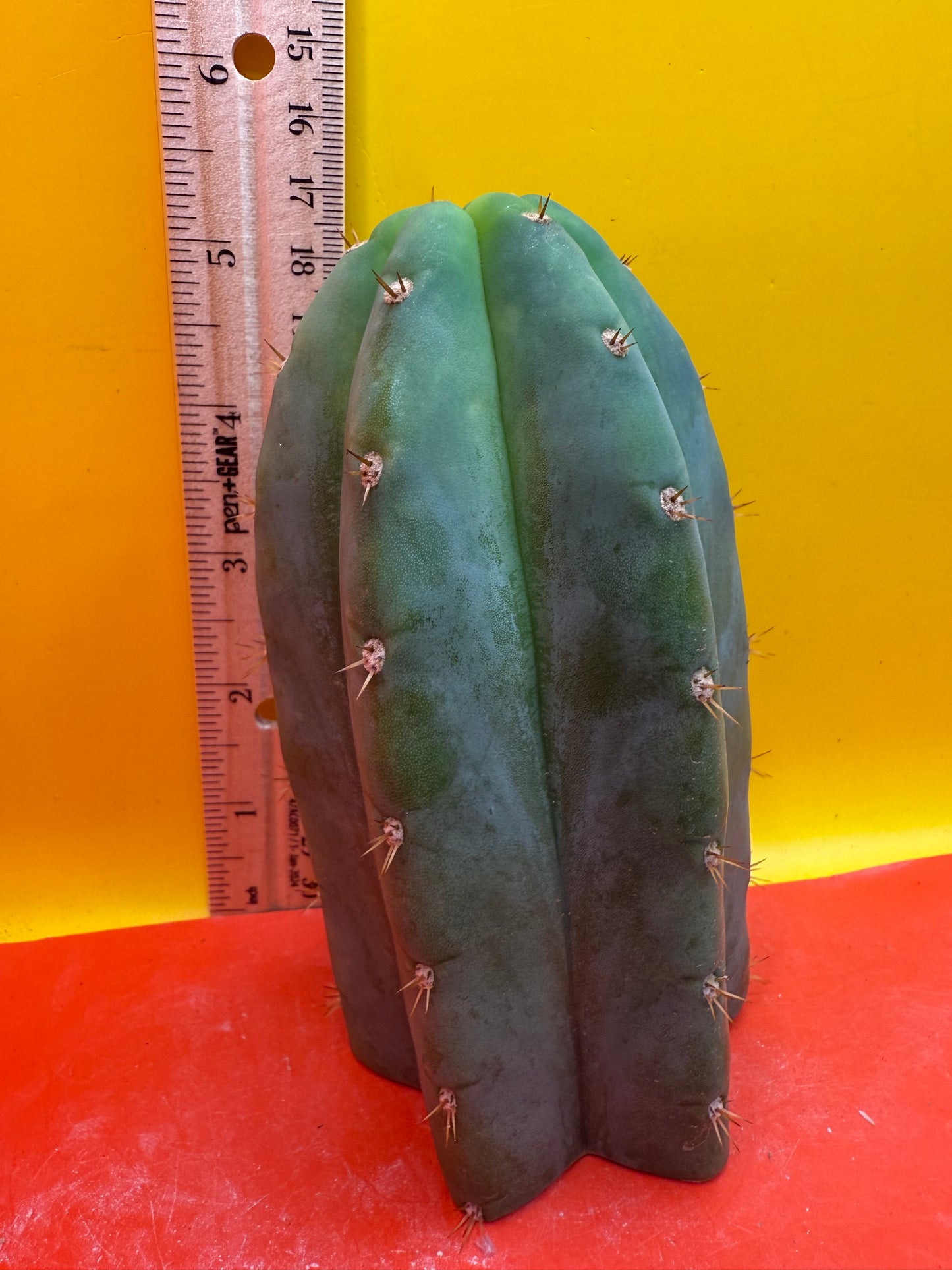 Jacks Juuls JJ O.P. “Type-A” Seed grown cactus cutting