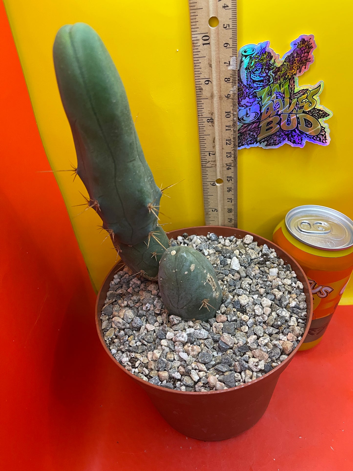 TBM-b - ships in pot - exact cactus -