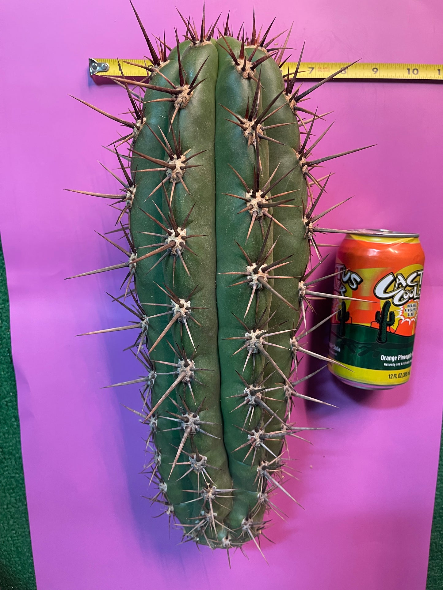 TRICHOCEREUS TACAQUIRENSIS