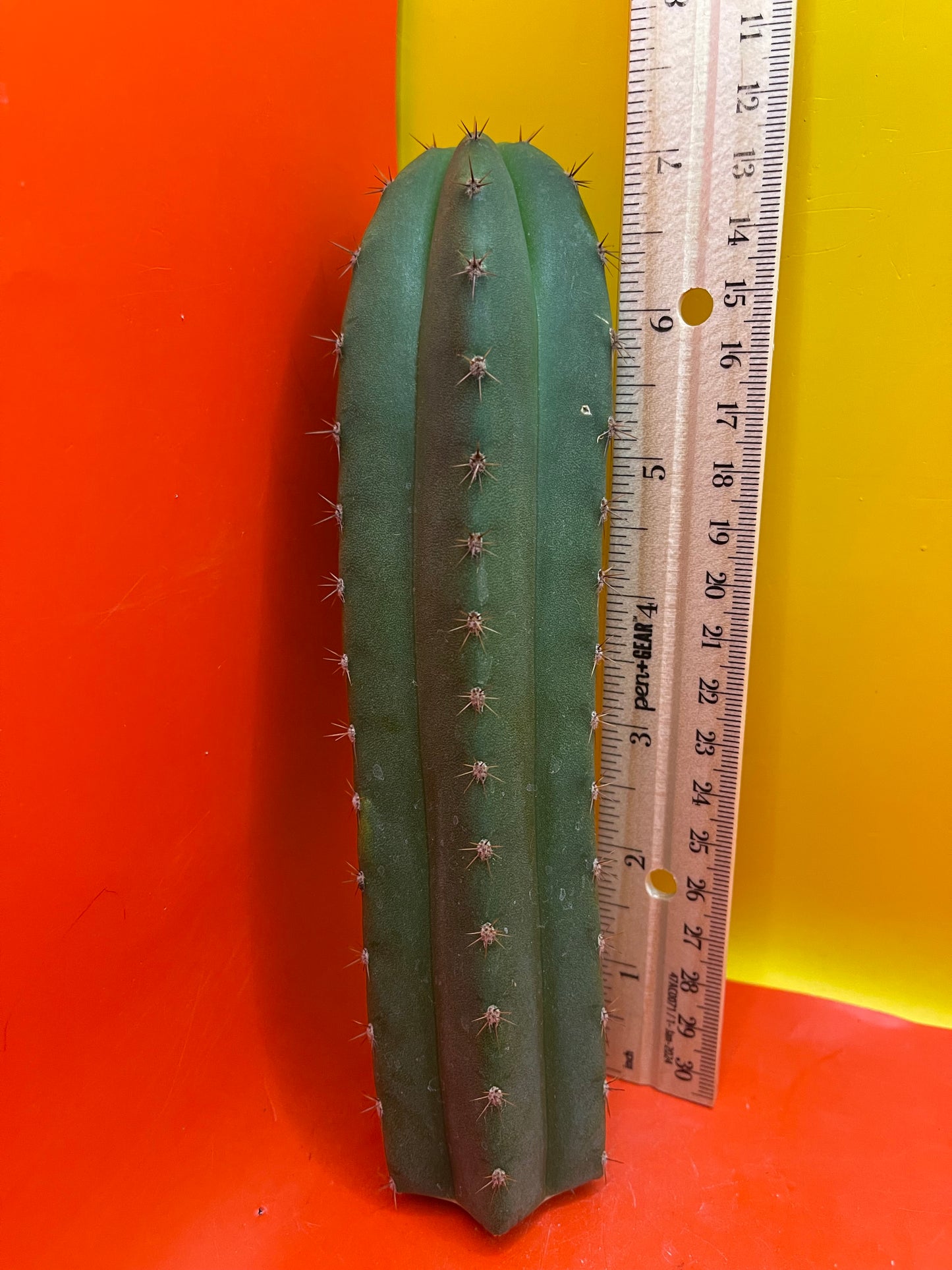 Trichocereus “MT”